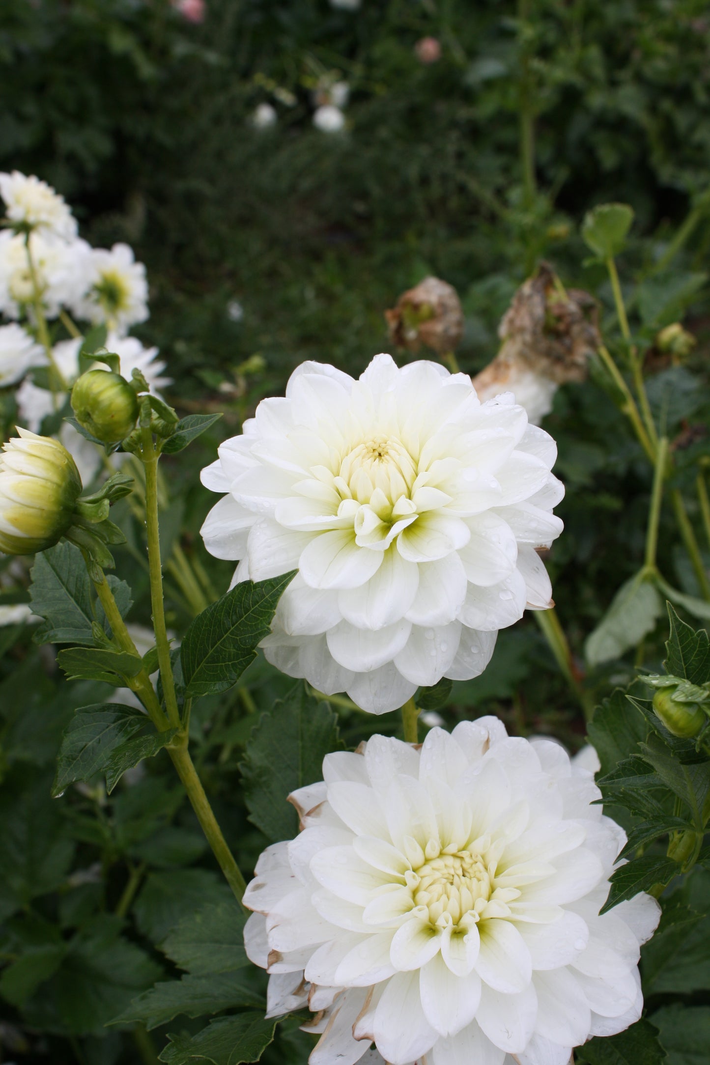 Bride to Be Dahlia Tuber