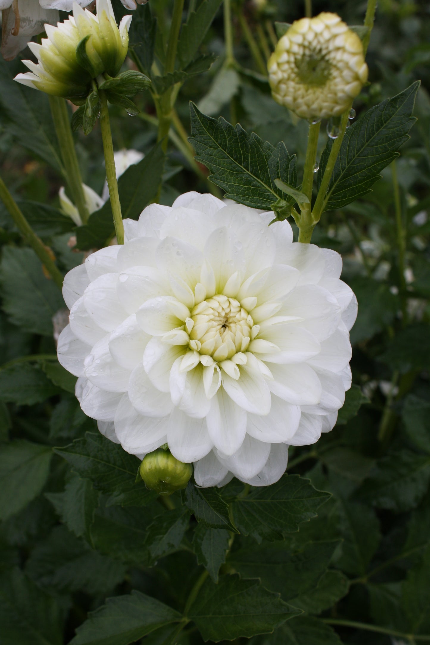 Bride to Be Dahlia Tuber