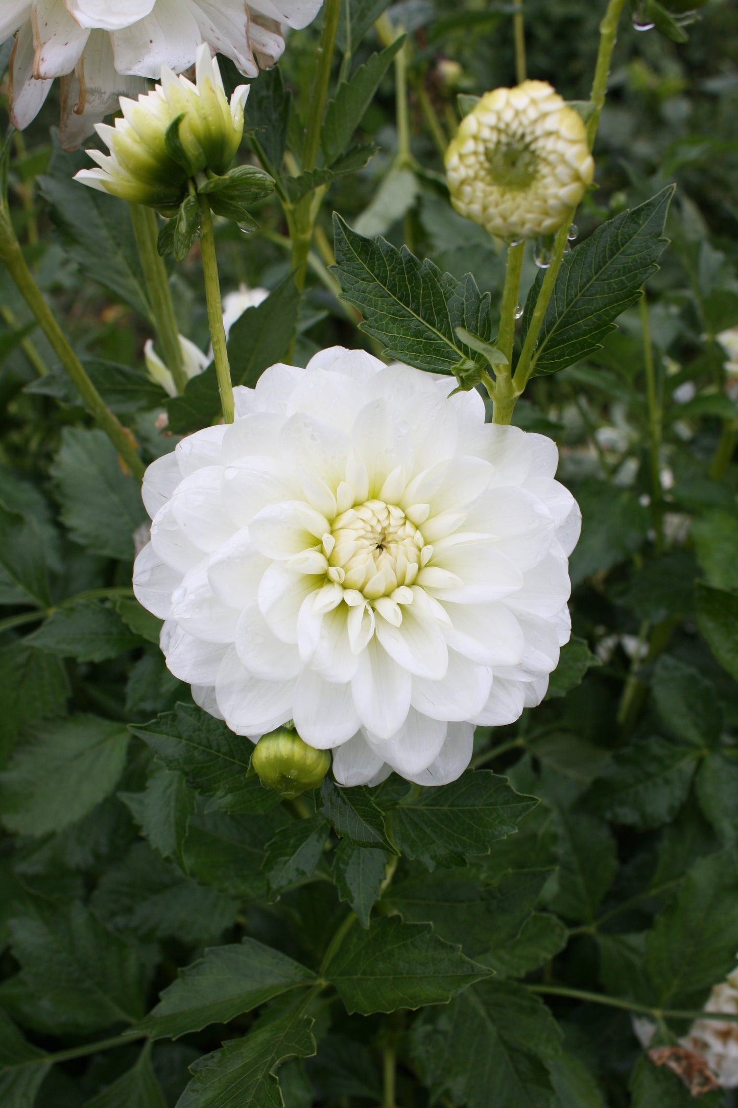 Bride to Be Dahlia Tuber