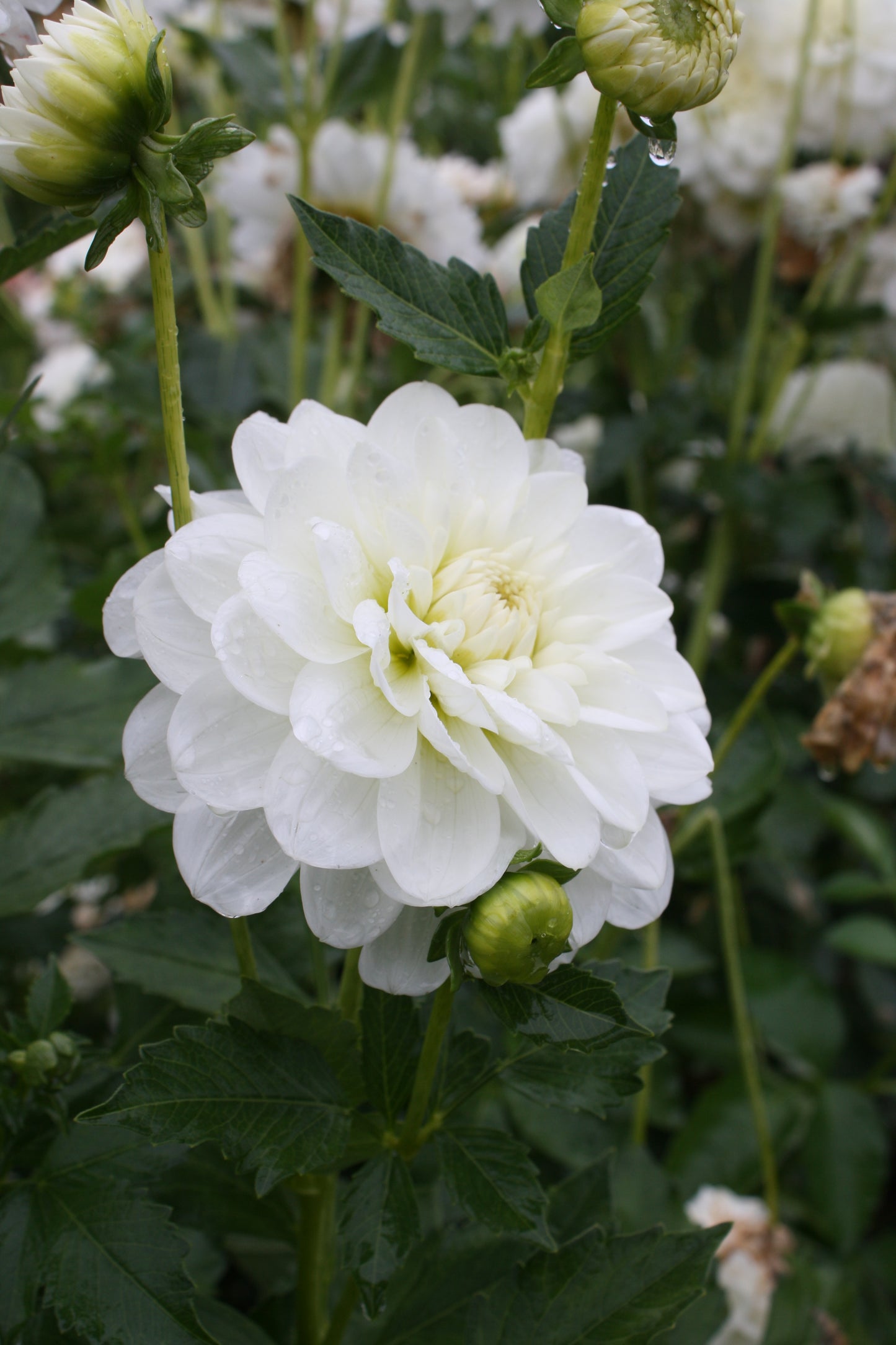 Bride to Be Dahlia Tuber