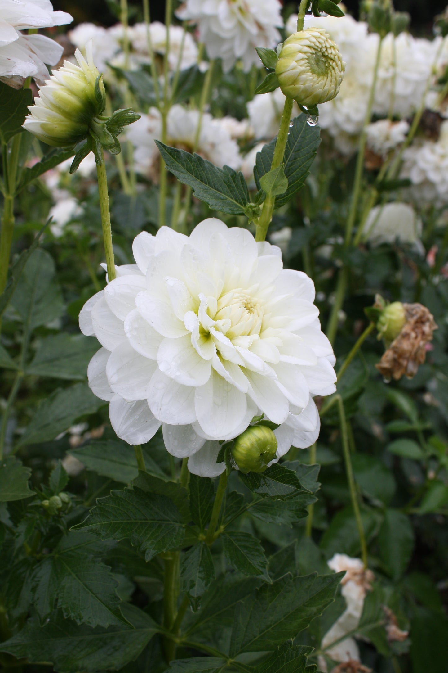 Bride to Be Dahlia Tuber