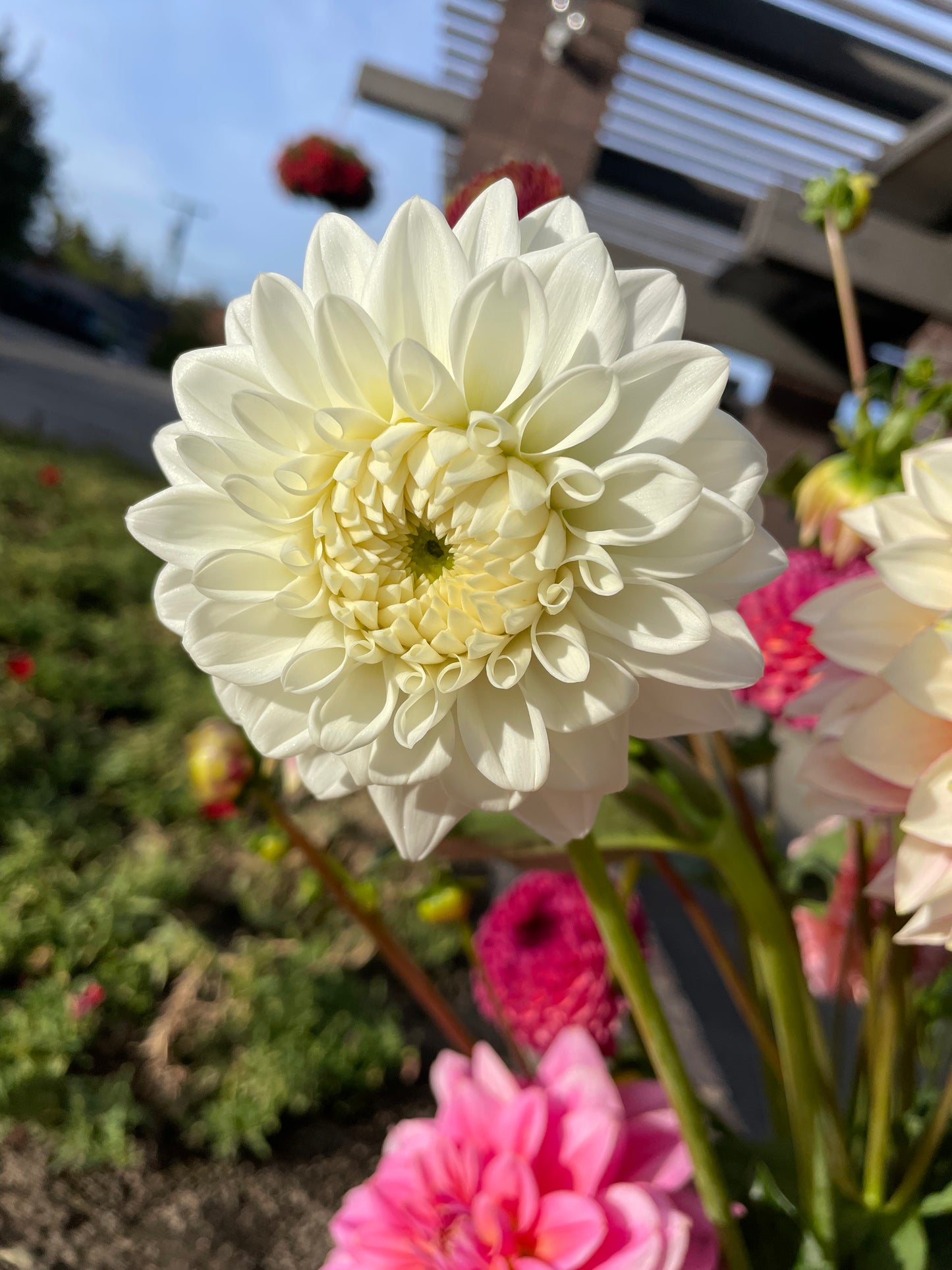 Blizzard Dahlia Tuber
