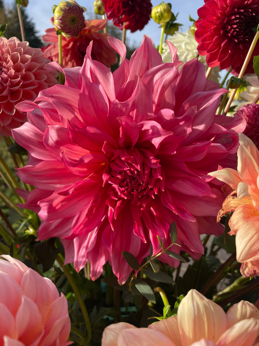 Islander Dahlia Tuber