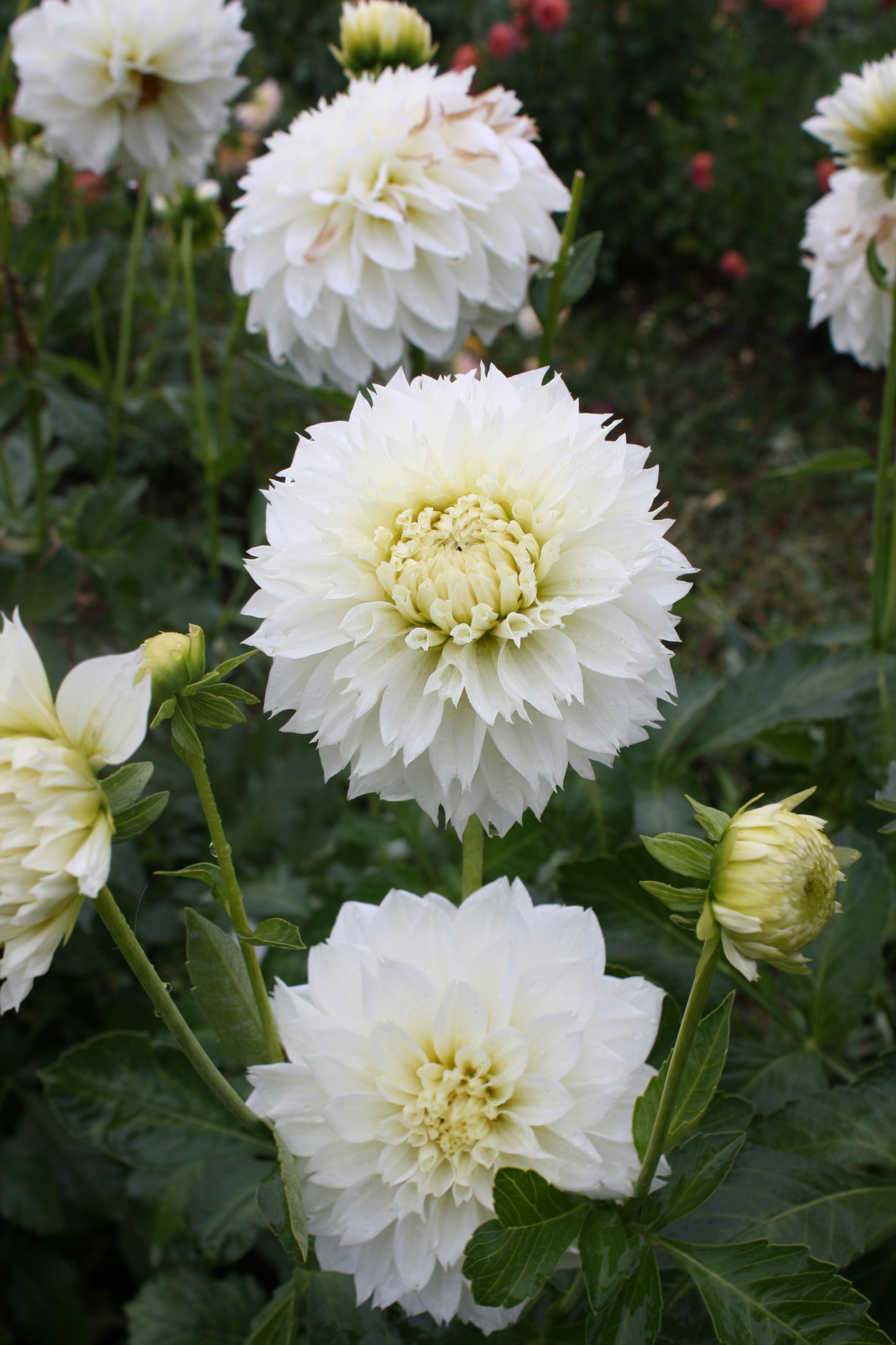 Gitt's Attention Dahlia Tuber