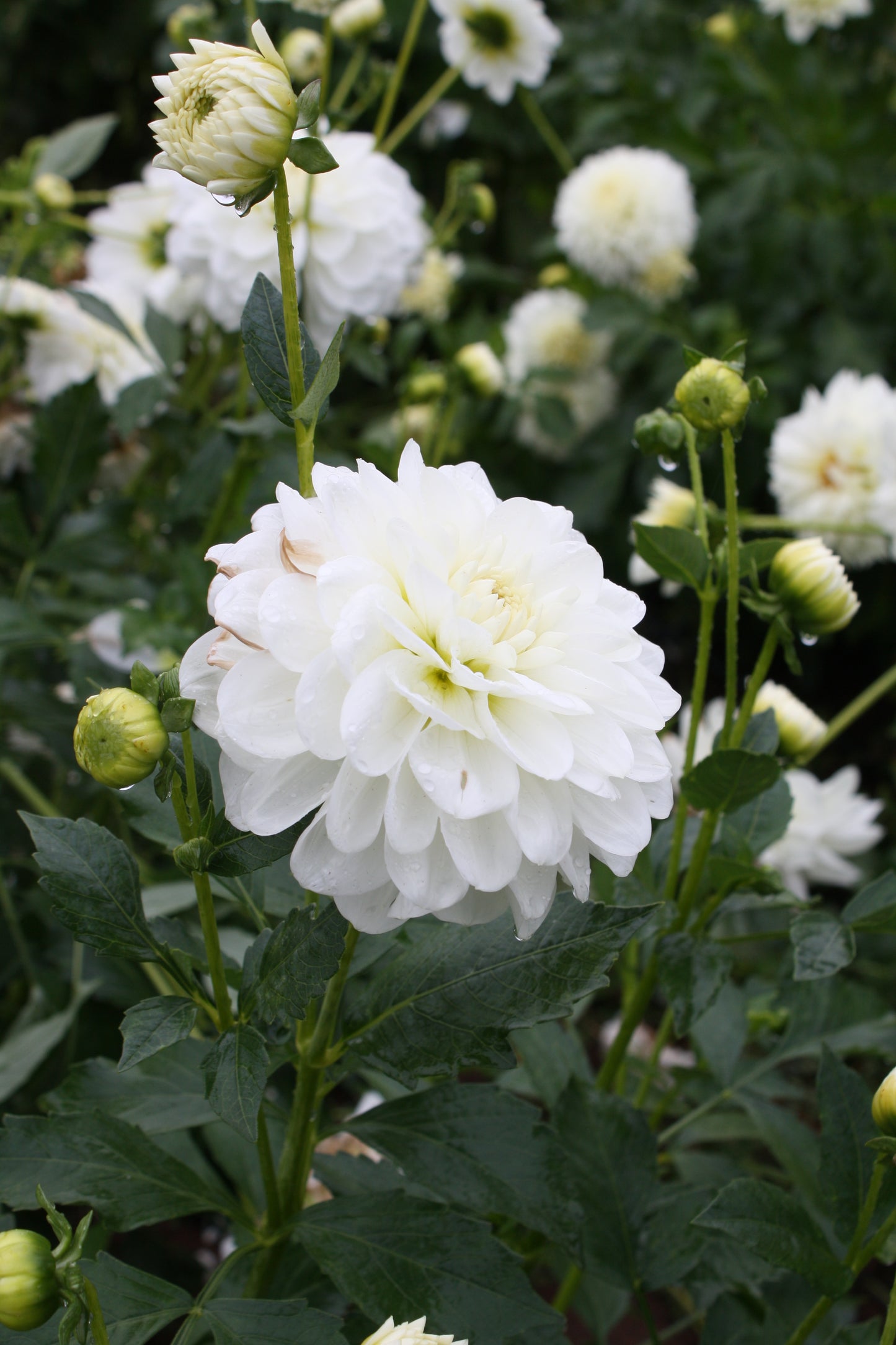 Bride to Be Dahlia Tuber
