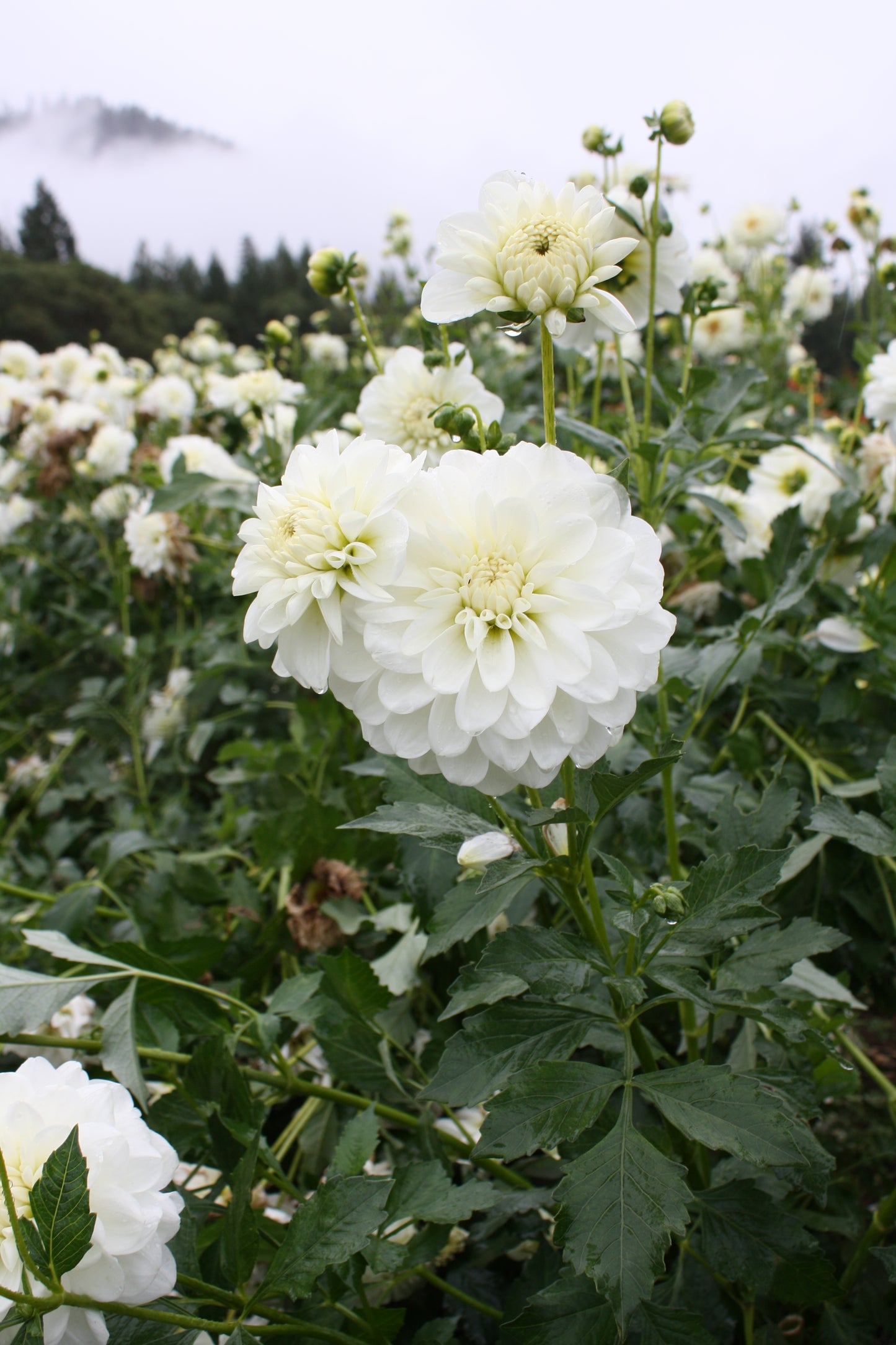 Bride to Be Dahlia Tuber