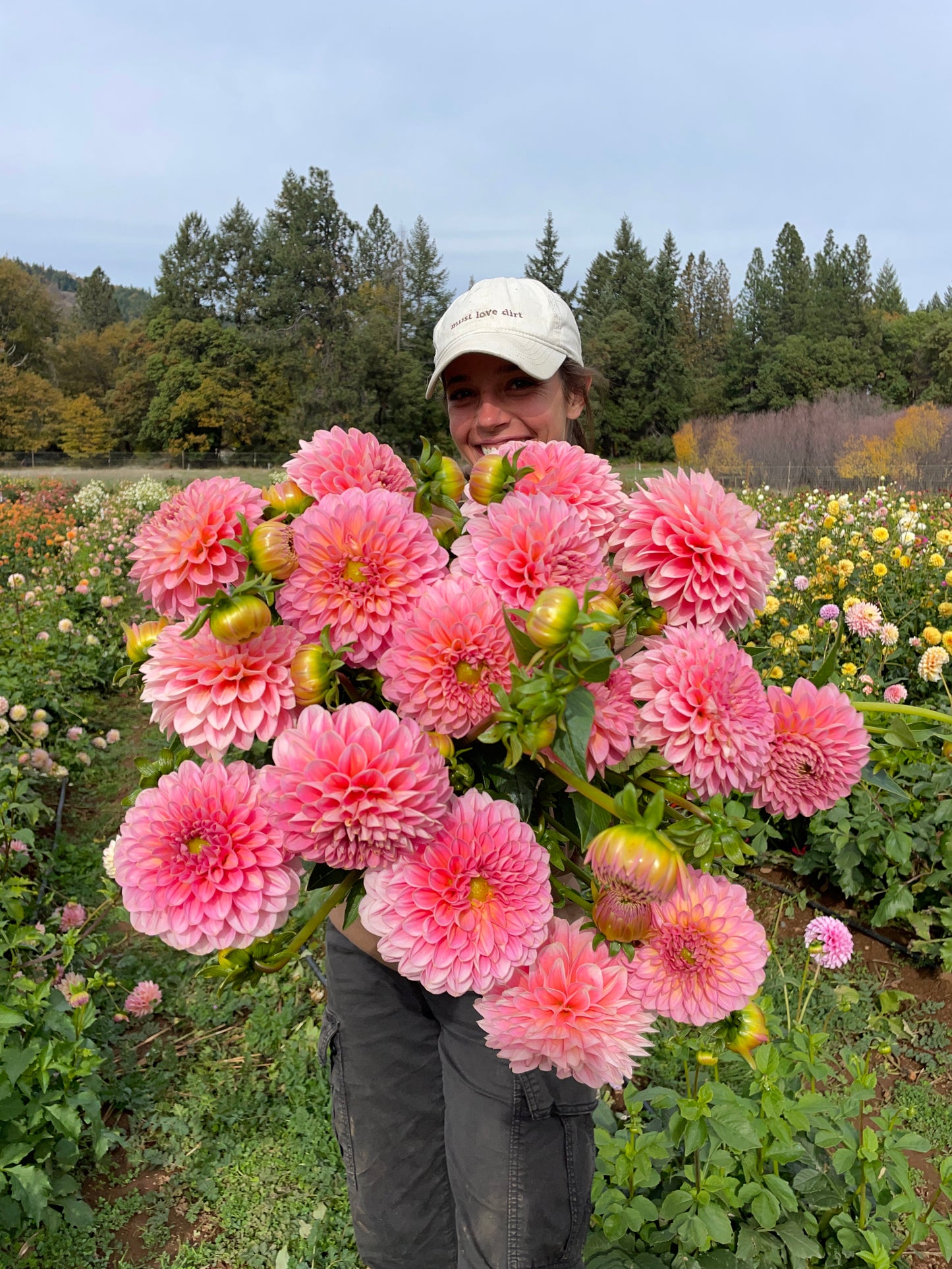 Pink Runner Dahlia Tuber