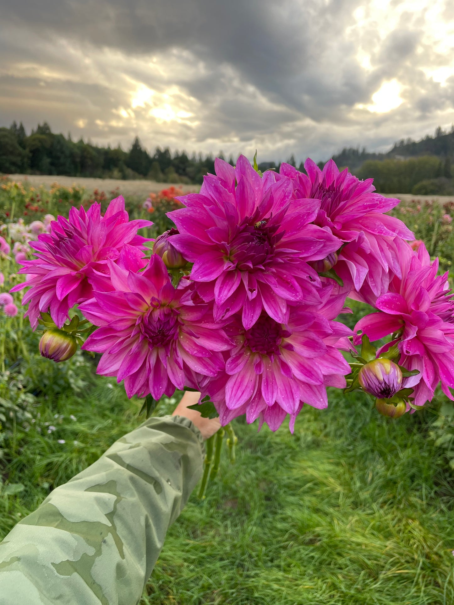 I'm a Hottie Dahlia Tuber