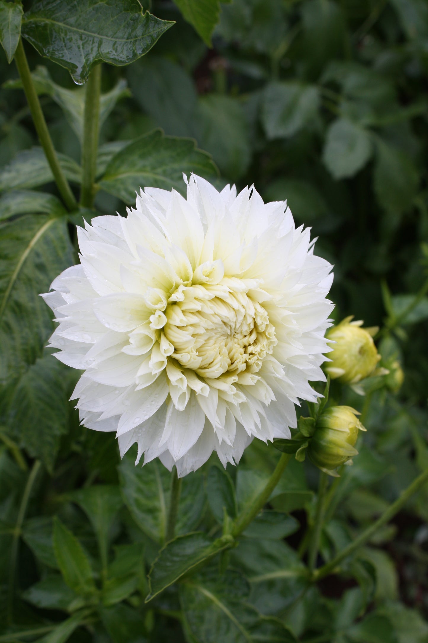 Gitt's Attention Dahlia Tuber