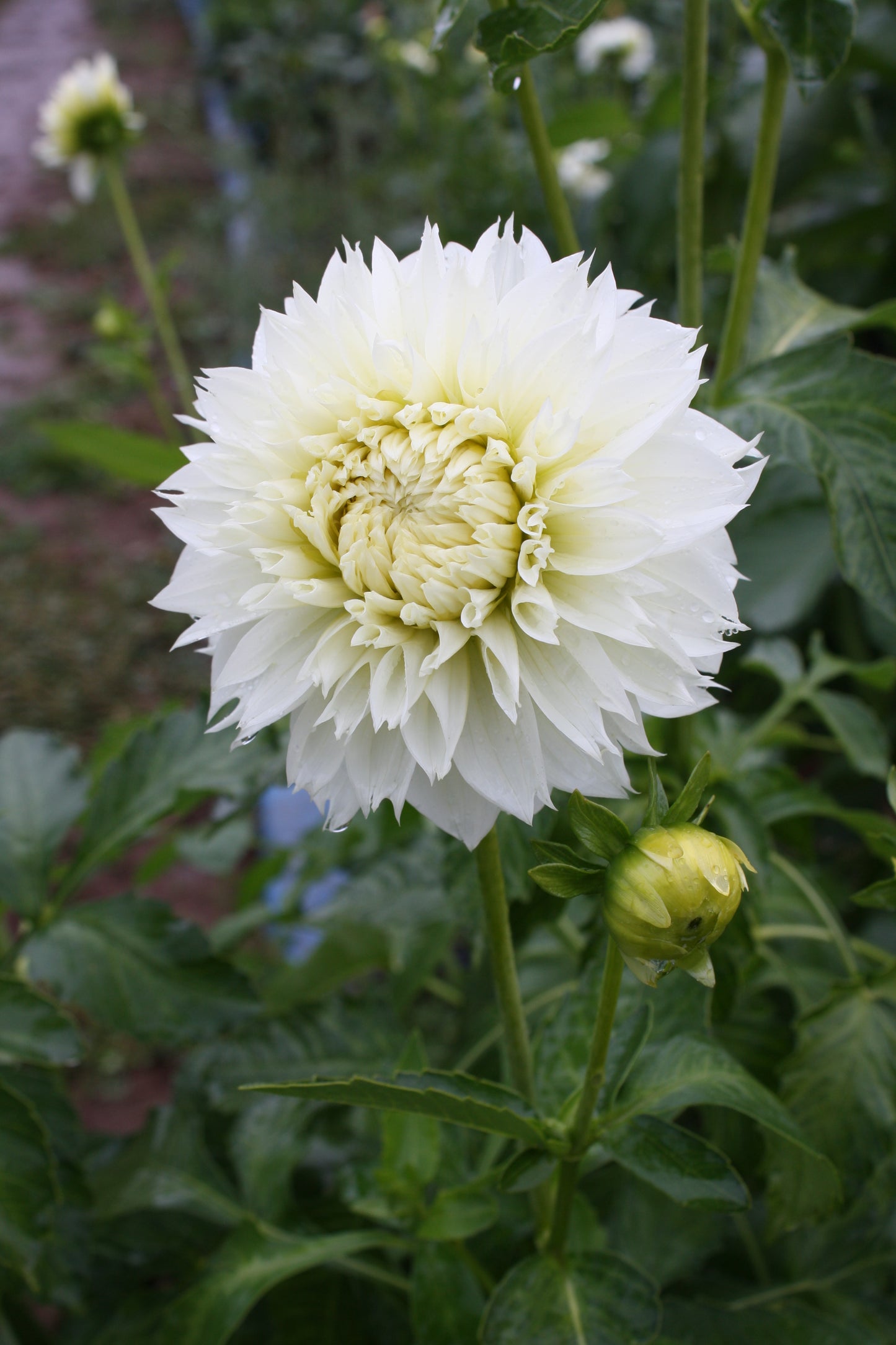 Gitt's Attention Dahlia Tuber