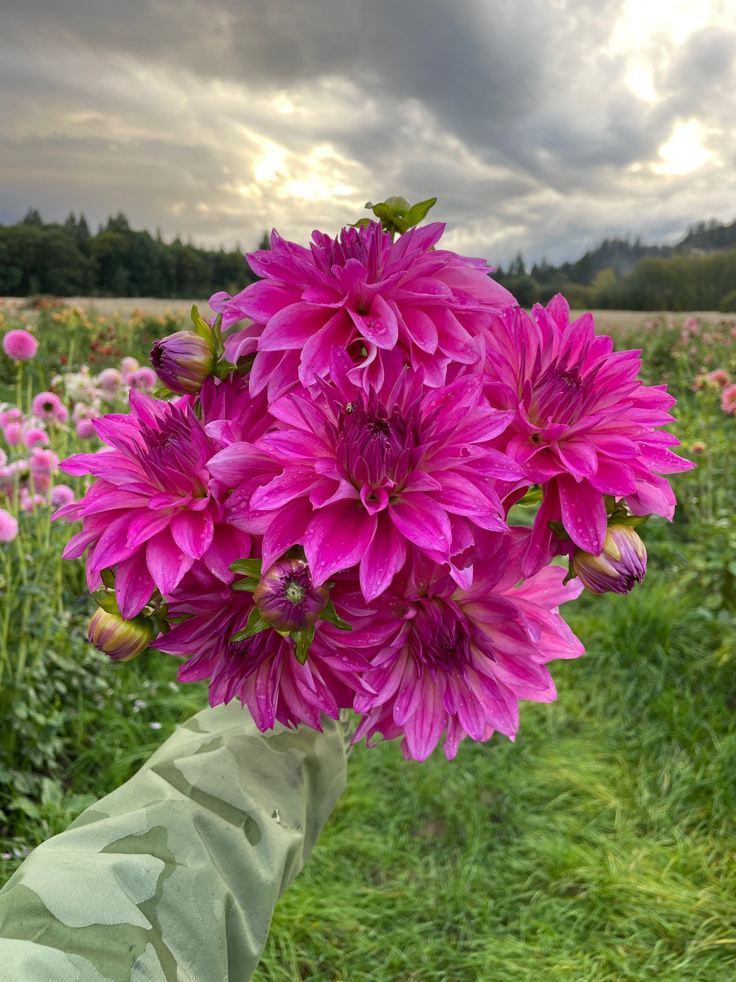I'm a Hottie Dahlia Tuber