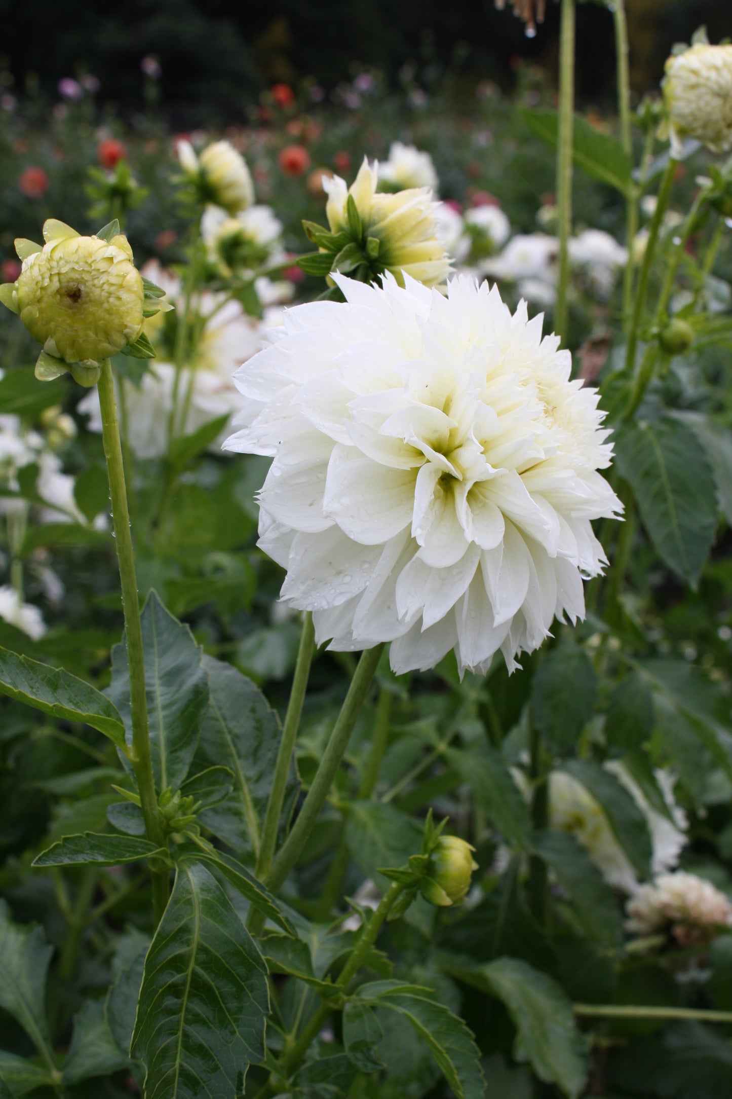 Gitt's Attention Dahlia Tuber