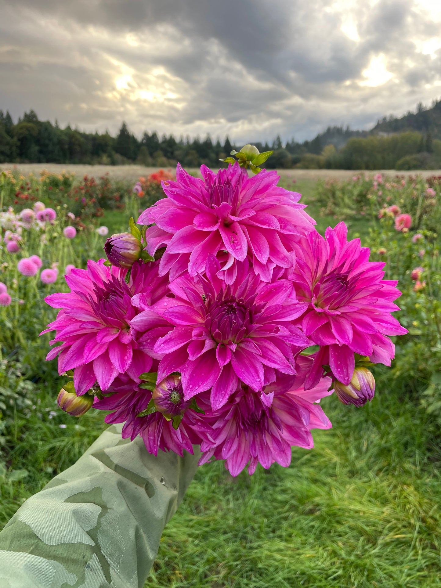 I'm a Hottie Dahlia Tuber