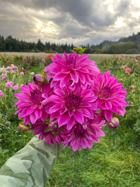 I'm a Hottie Dahlia Tuber
