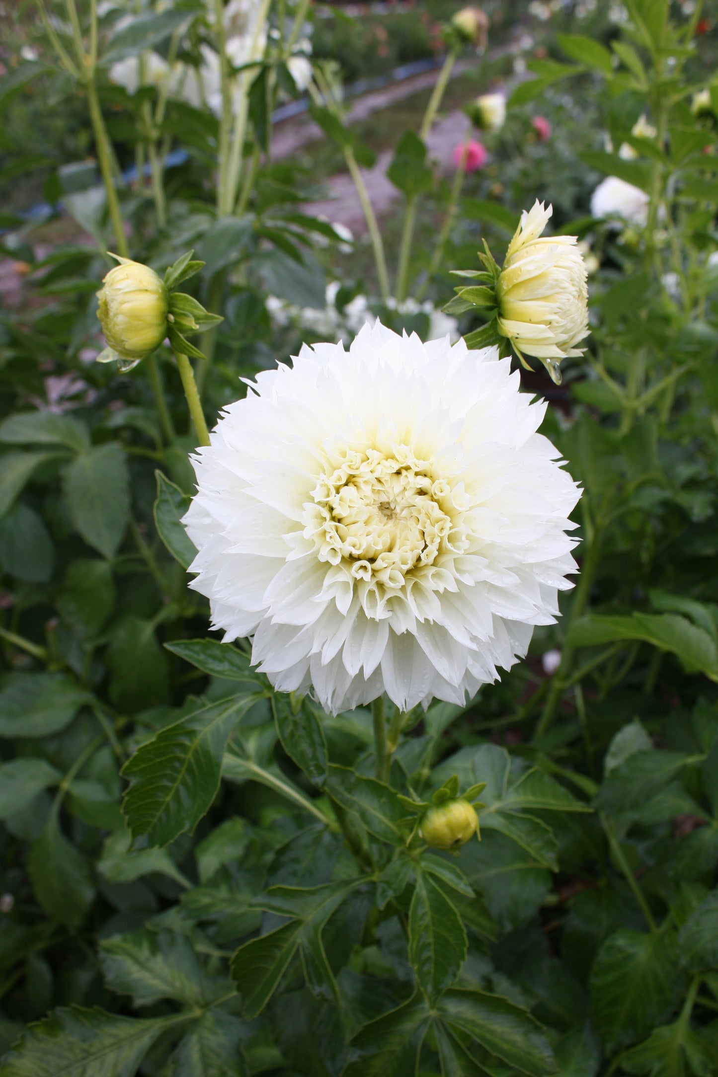 Gitt's Attention Dahlia Tuber