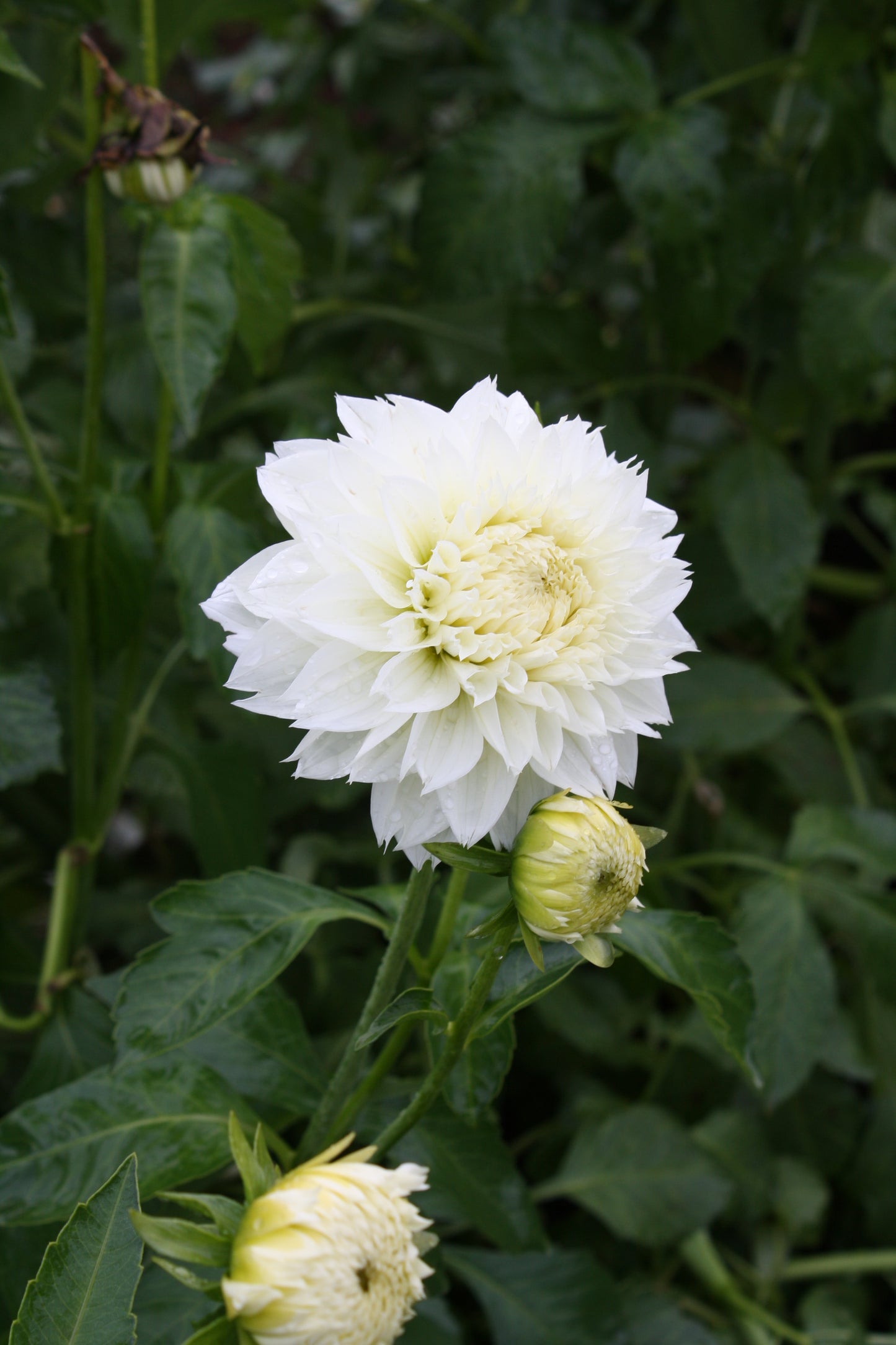 Gitt's Attention Dahlia Tuber