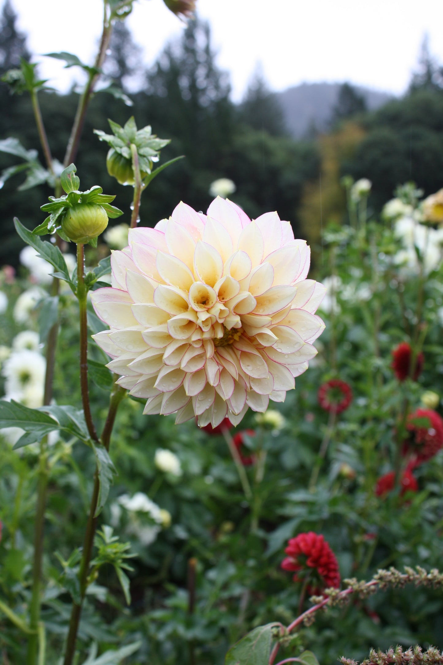 Polka Dahlia Tuber