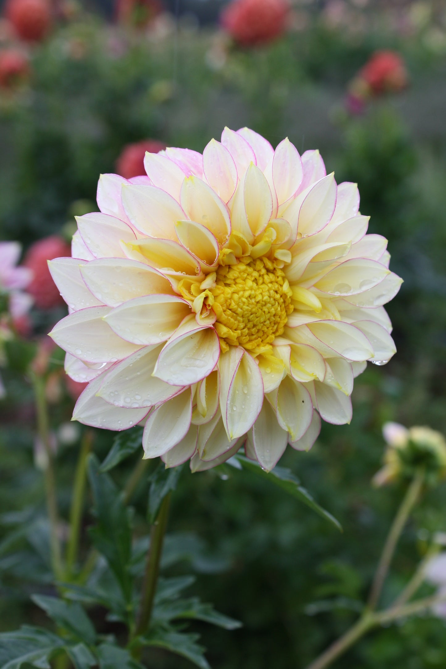 Polka Dahlia Tuber