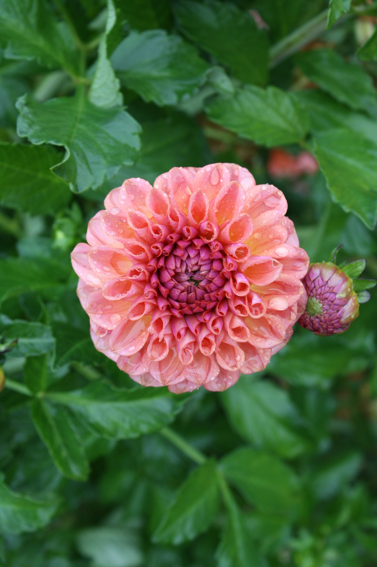 Chewy Dahlia Tuber
