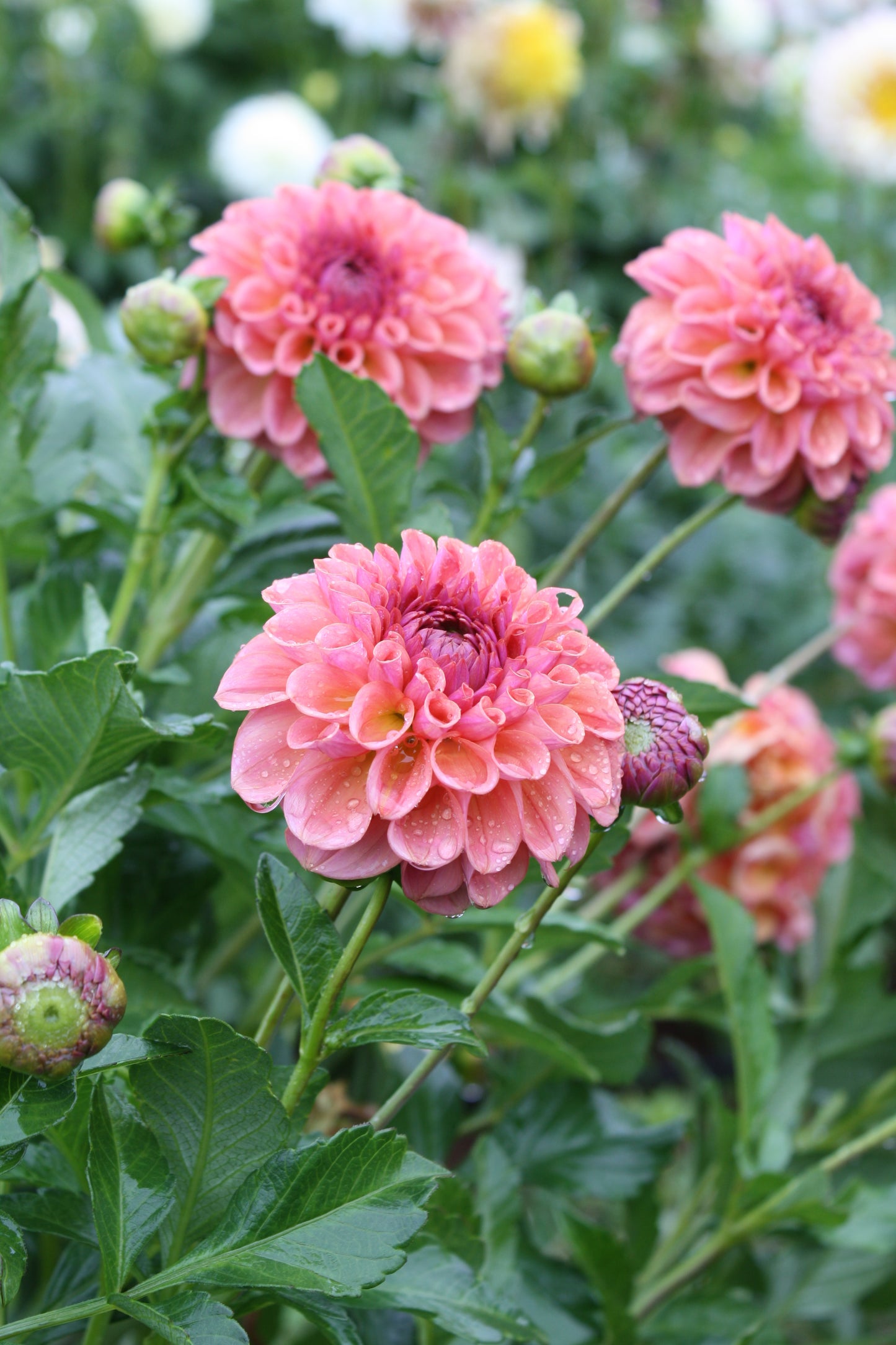 Chewy Dahlia Tuber