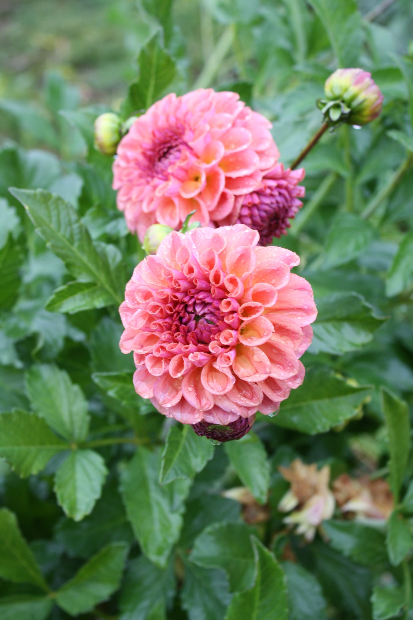 Chewy Dahlia Tuber