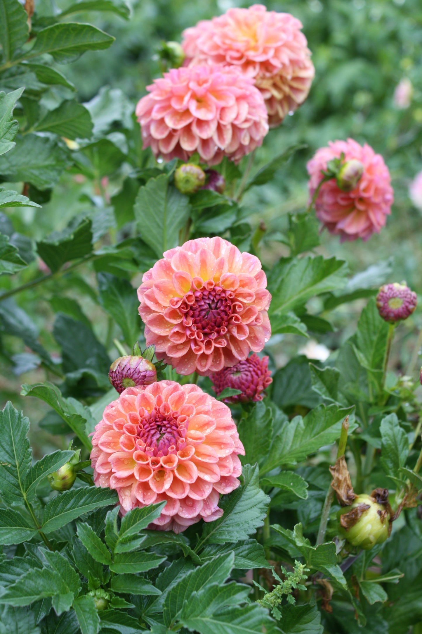 Chewy Dahlia Tuber