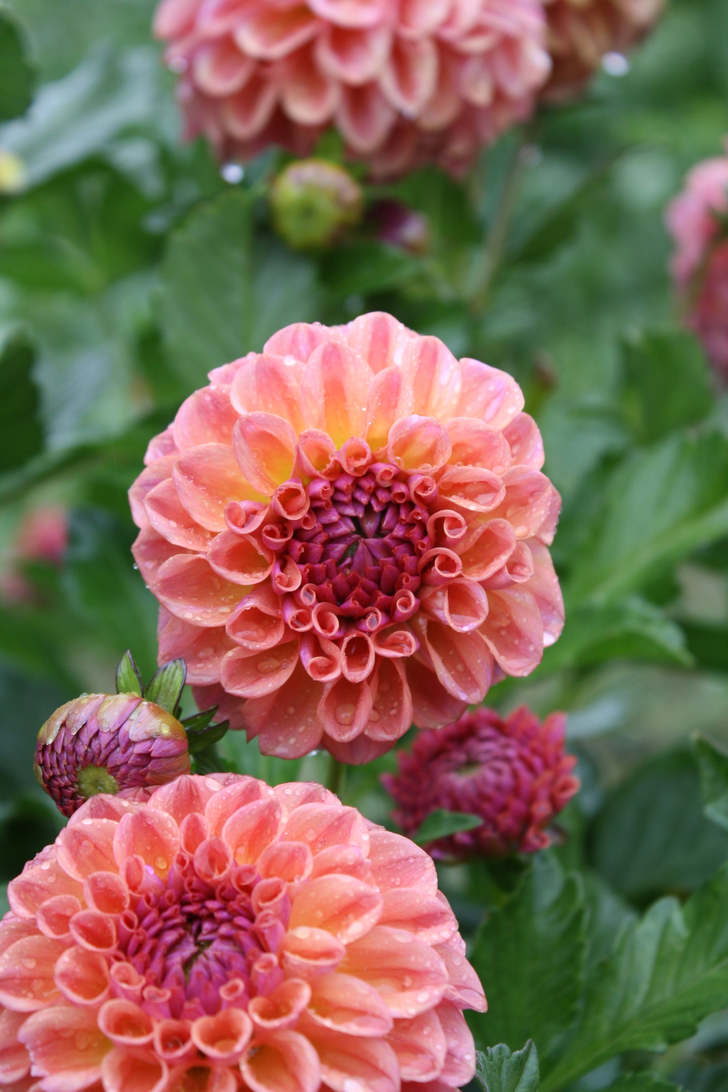 Chewy Dahlia Tuber