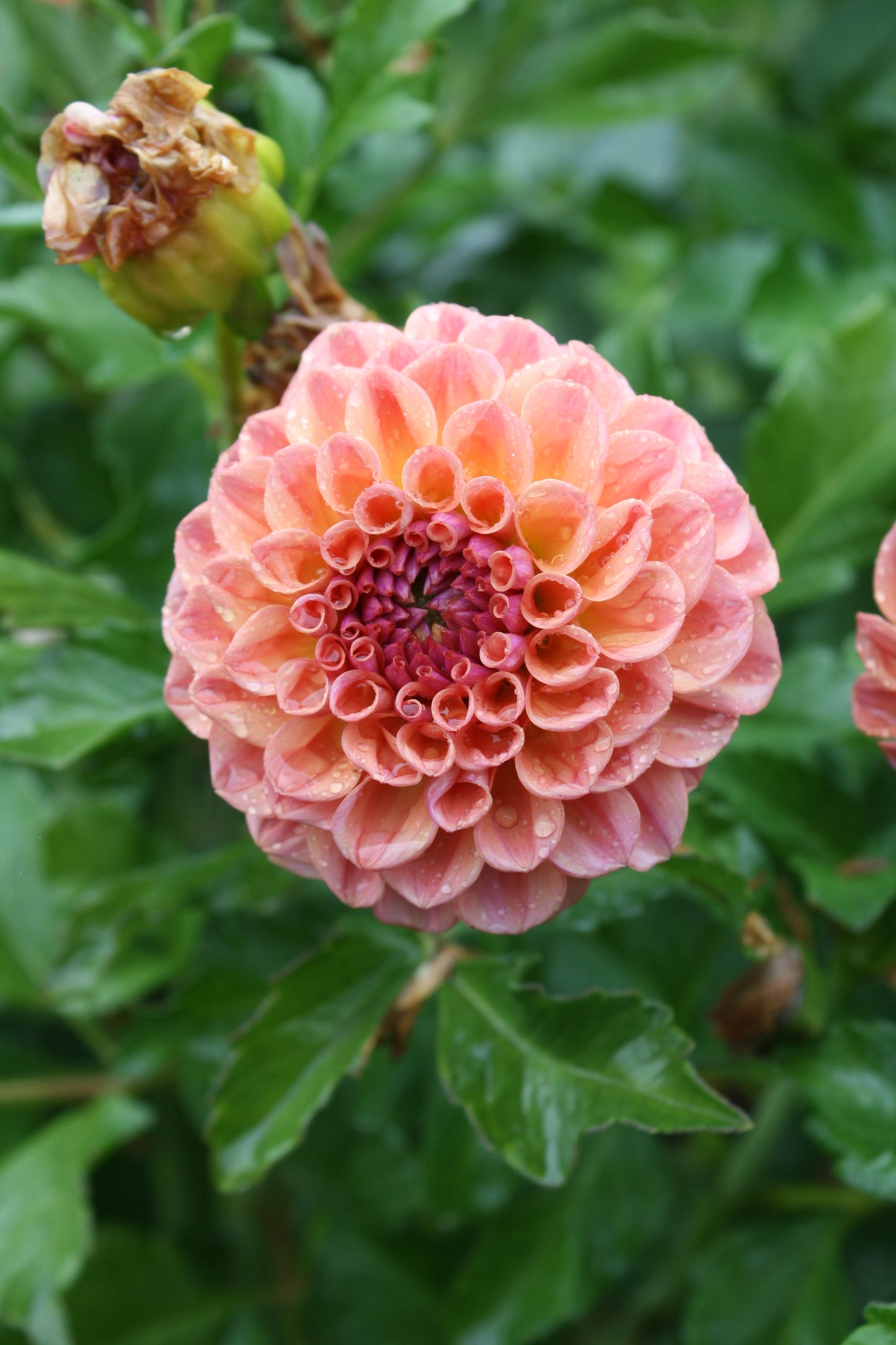 Chewy Dahlia Tuber