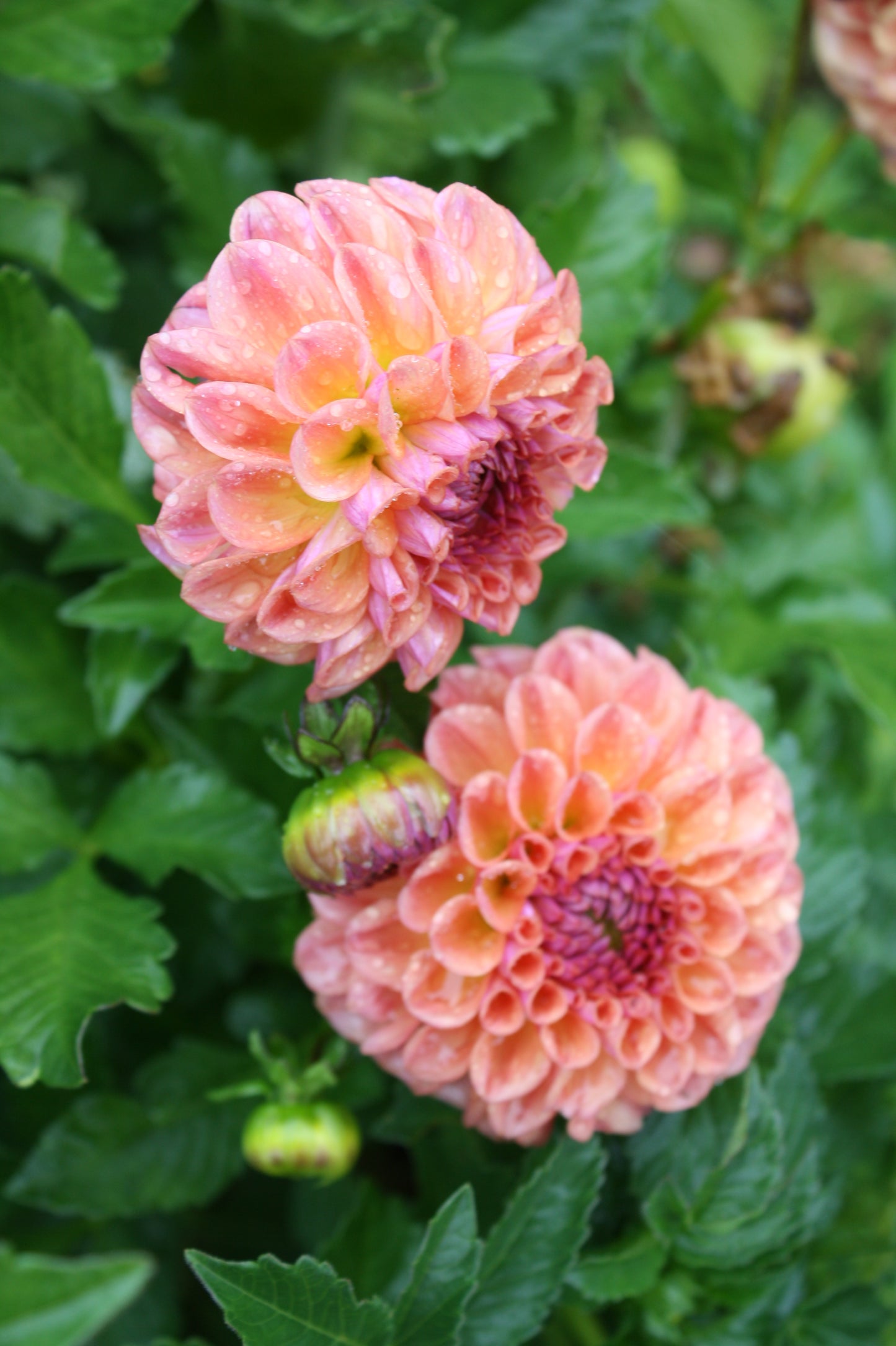 Chewy Dahlia Tuber