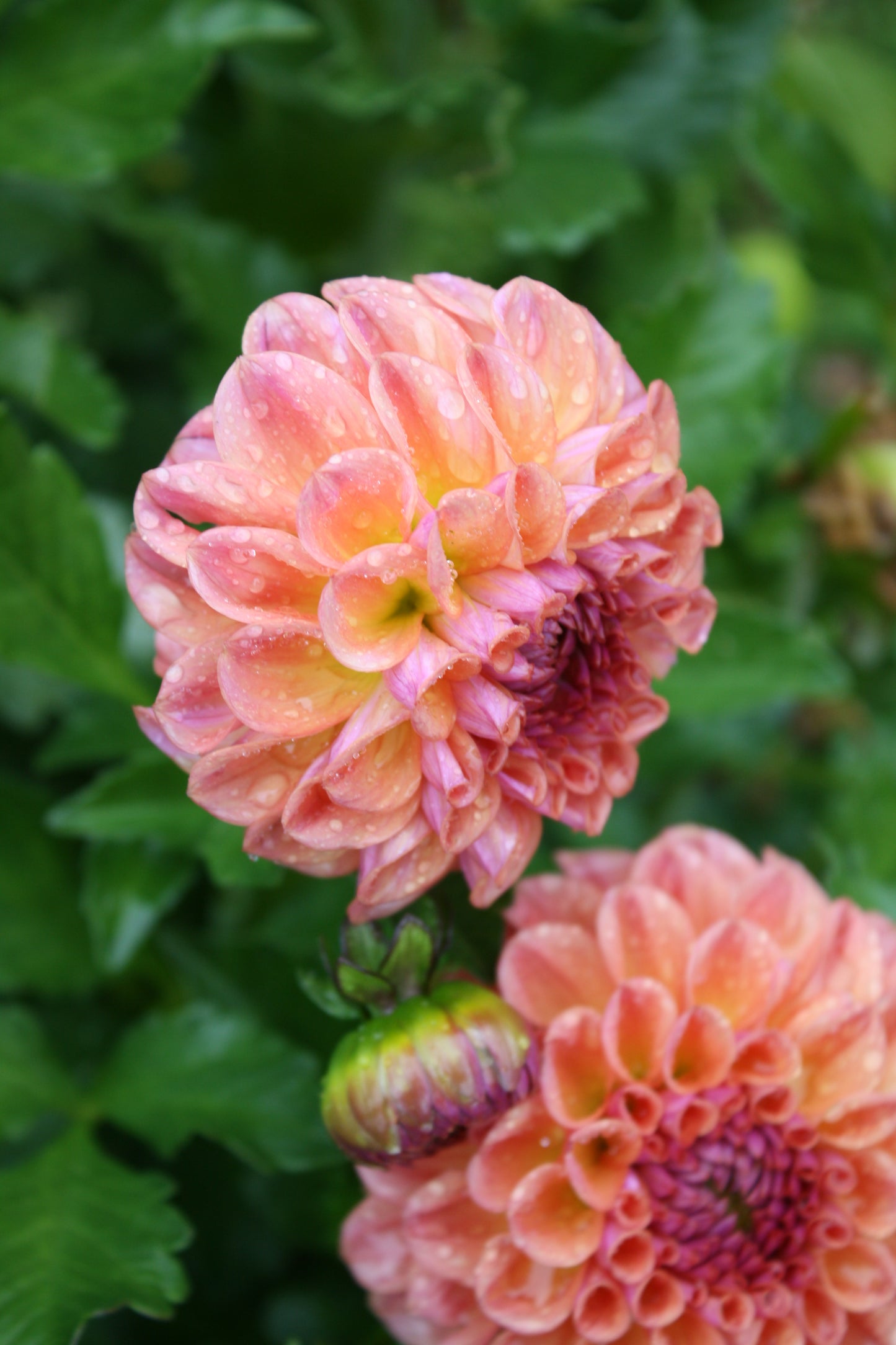 Chewy Dahlia Tuber
