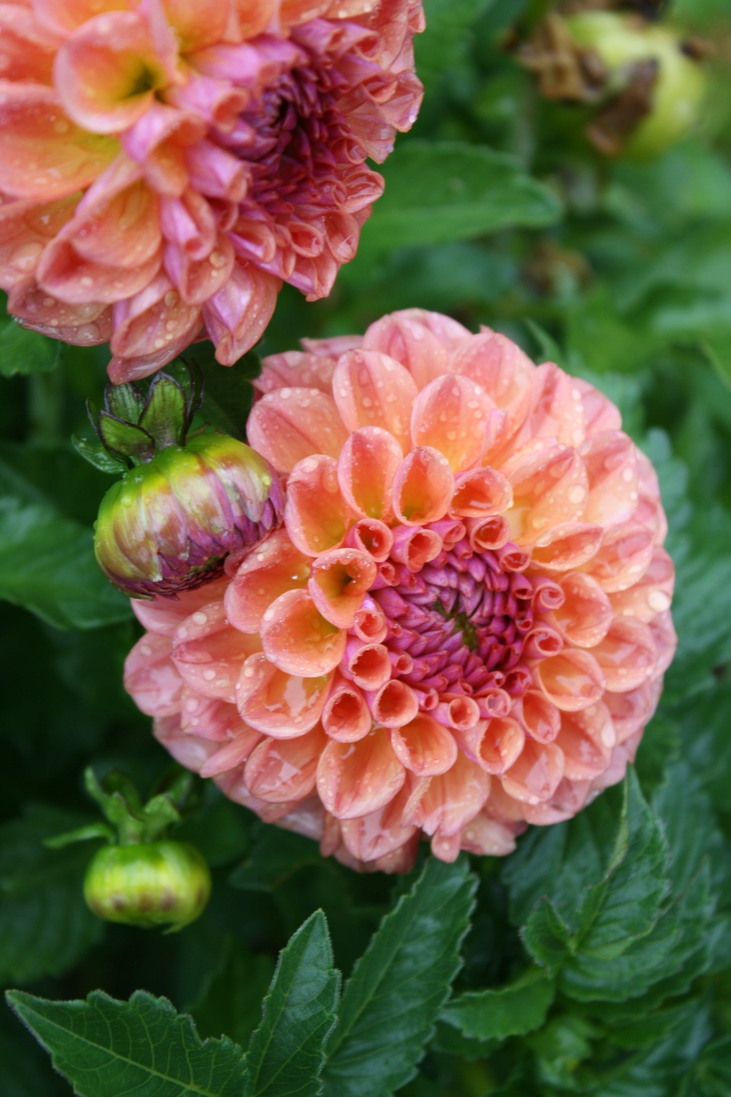 Chewy Dahlia Tuber