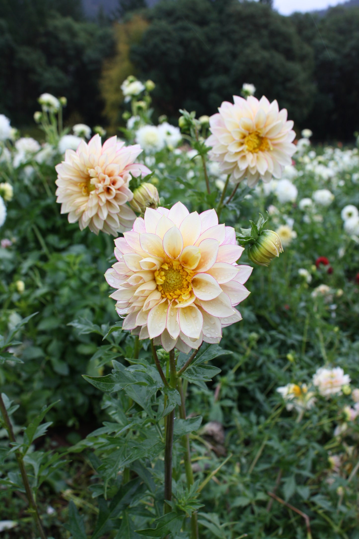 Polka Dahlia Tuber