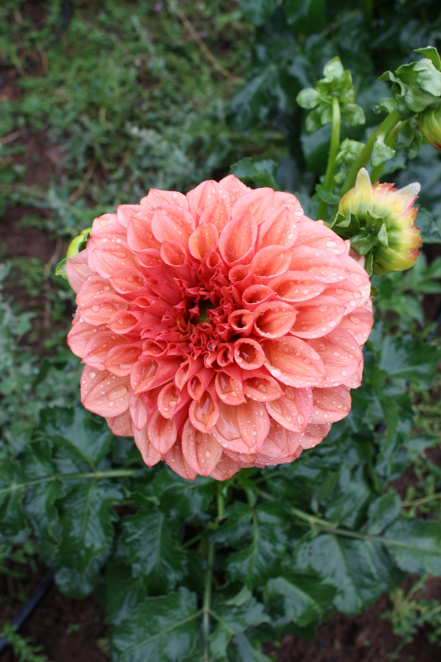 Orange Globe Dahlia Tuber