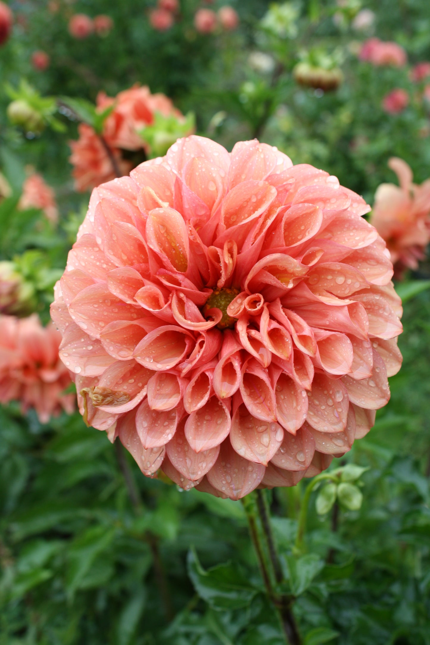 Orange Globe Dahlia Tuber