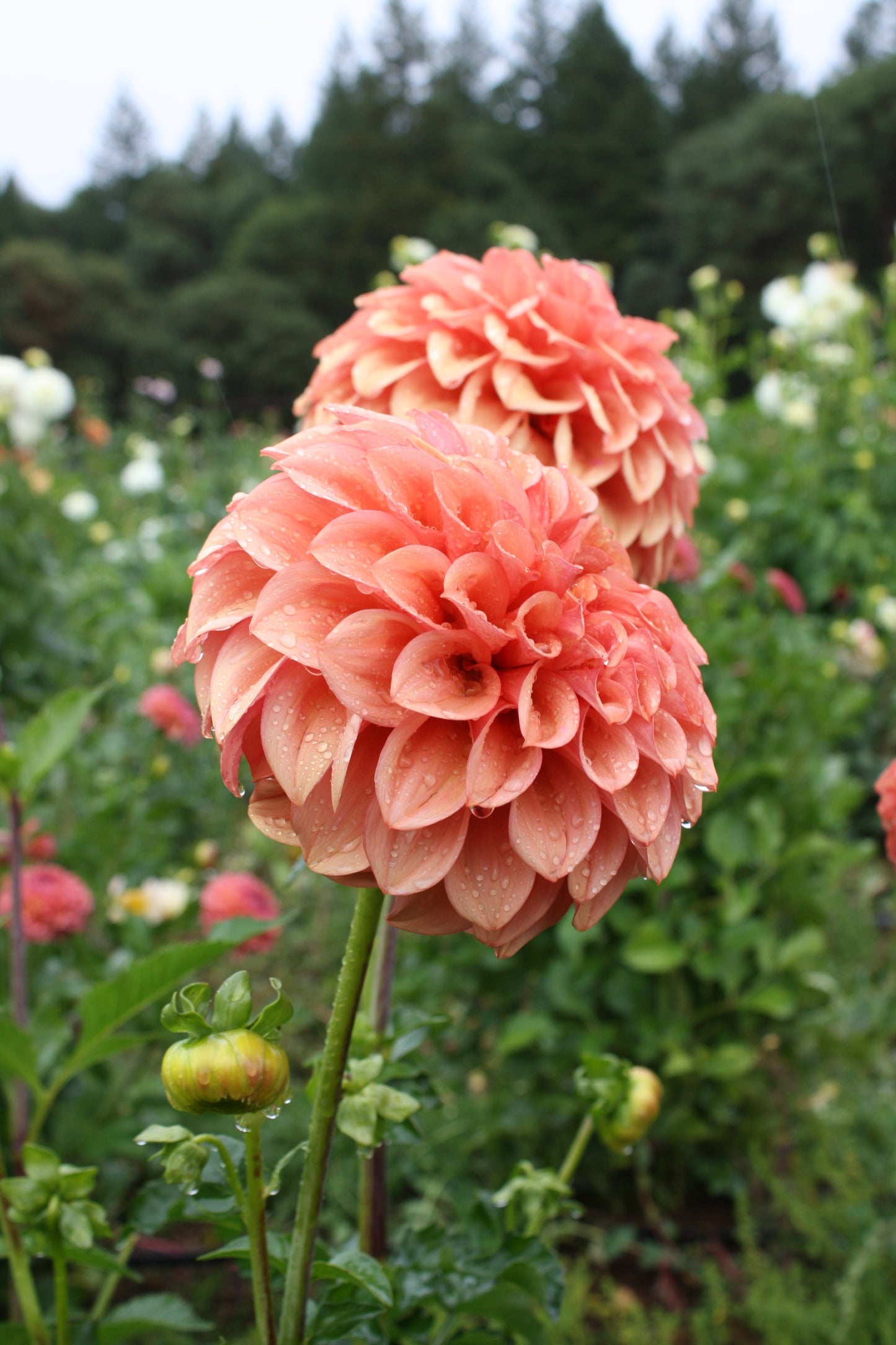 Orange Globe Dahlia Tuber