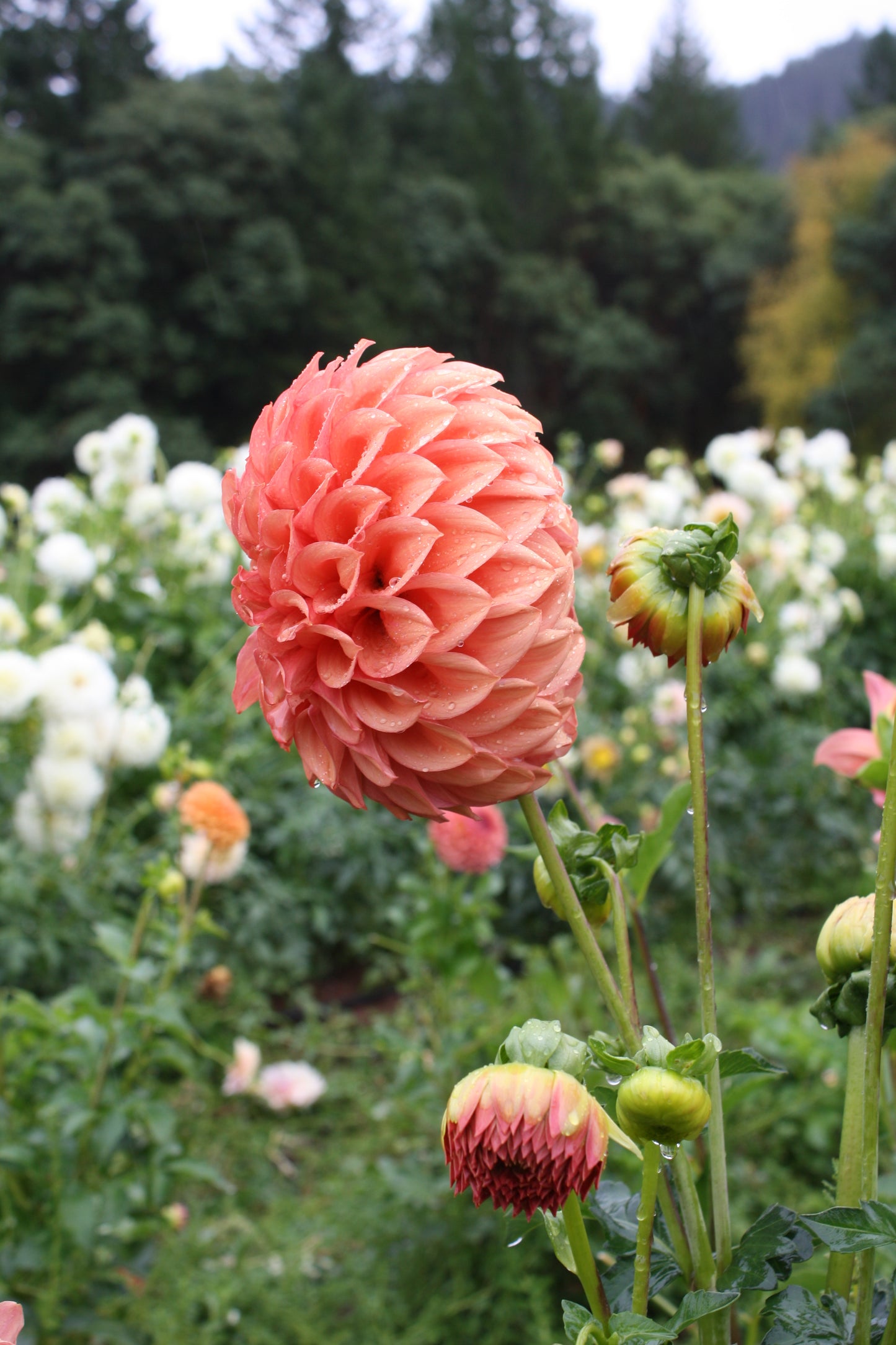 Orange Globe Dahlia Tuber