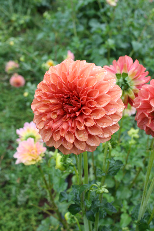 Orange Globe Dahlia Tuber