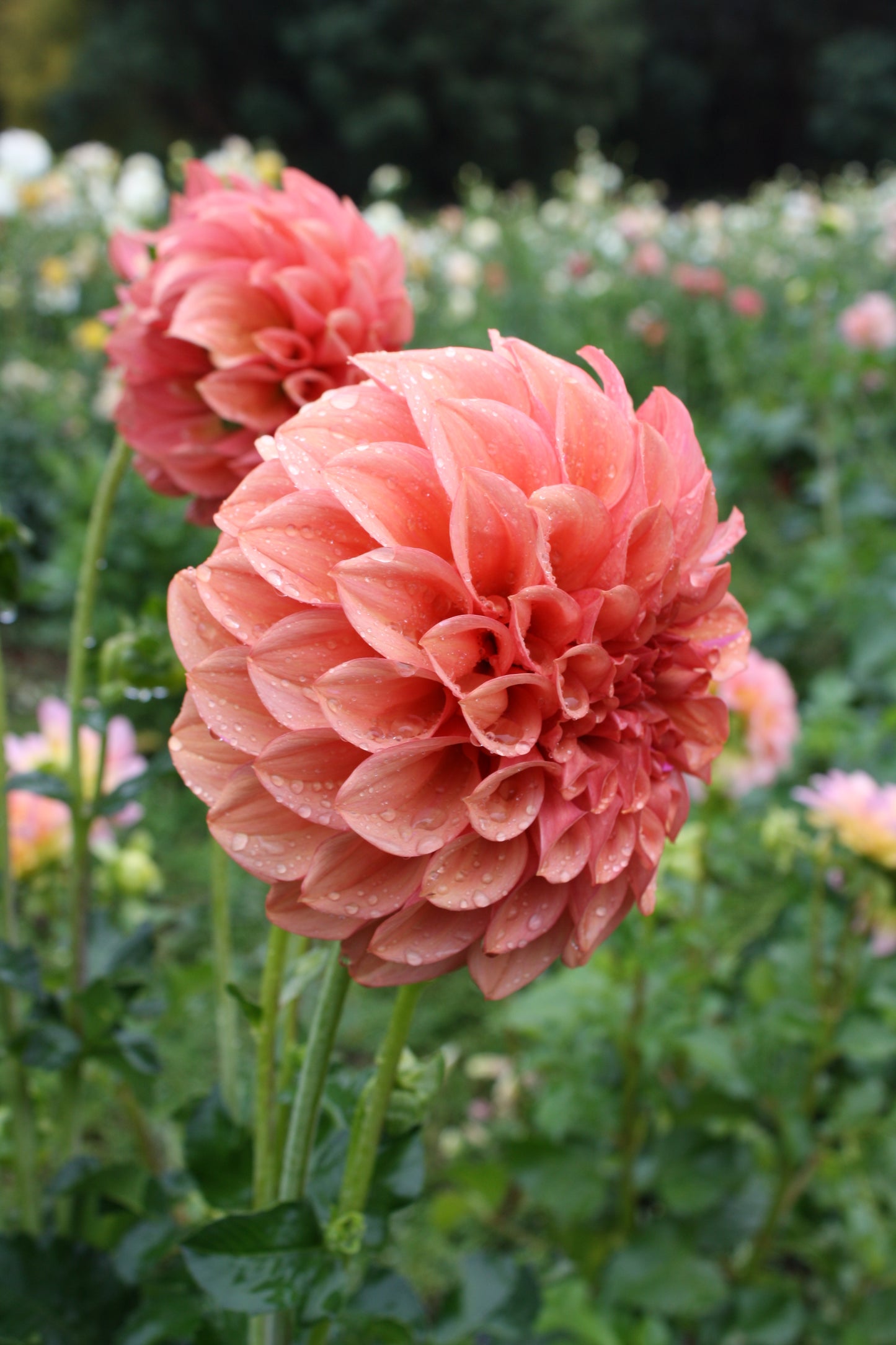 Orange Globe Dahlia Tuber