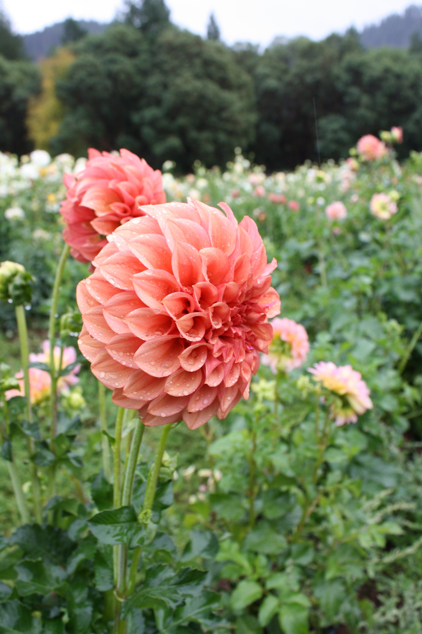 Orange Globe Dahlia Tuber