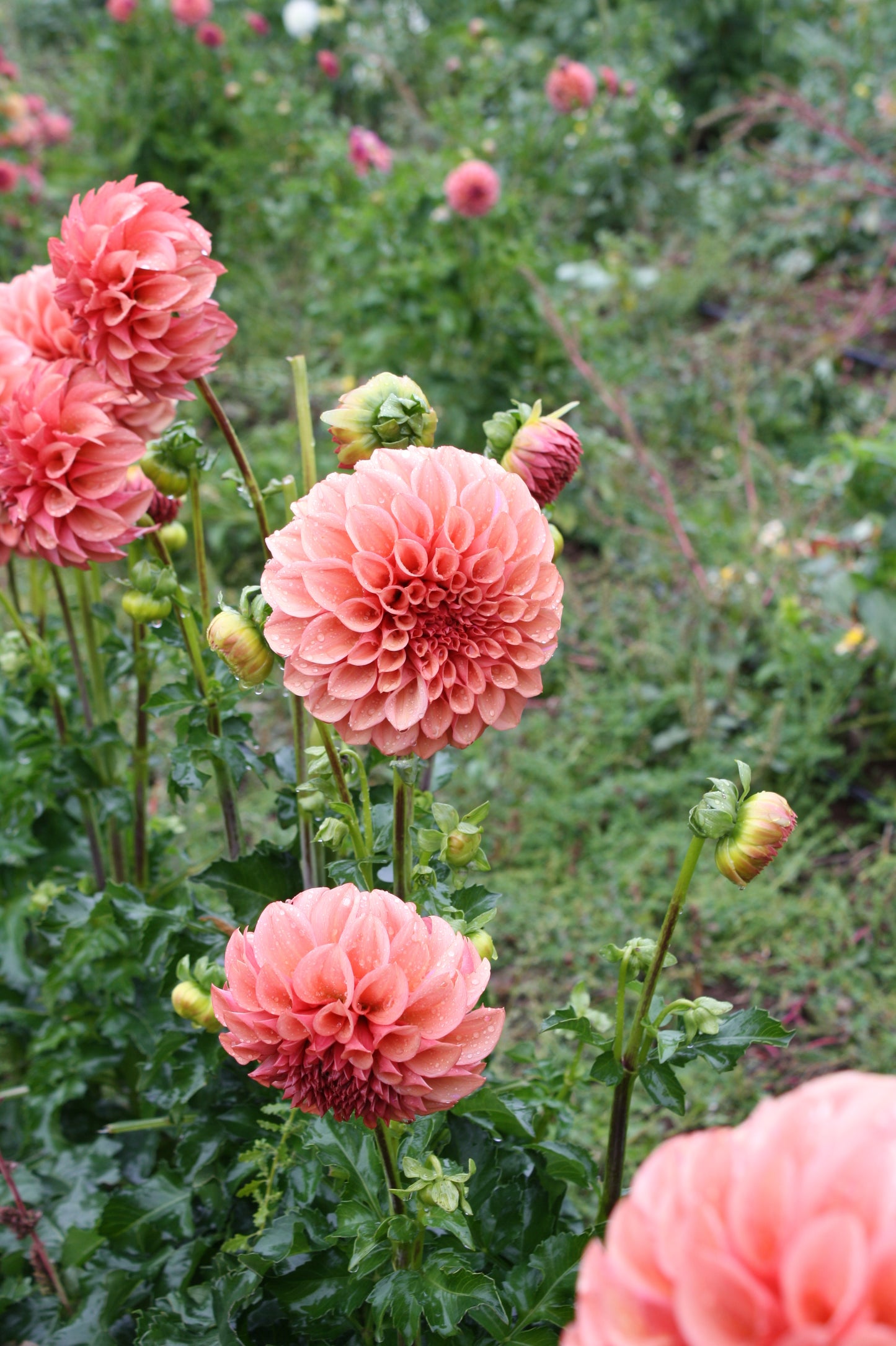 Orange Globe Dahlia Tuber
