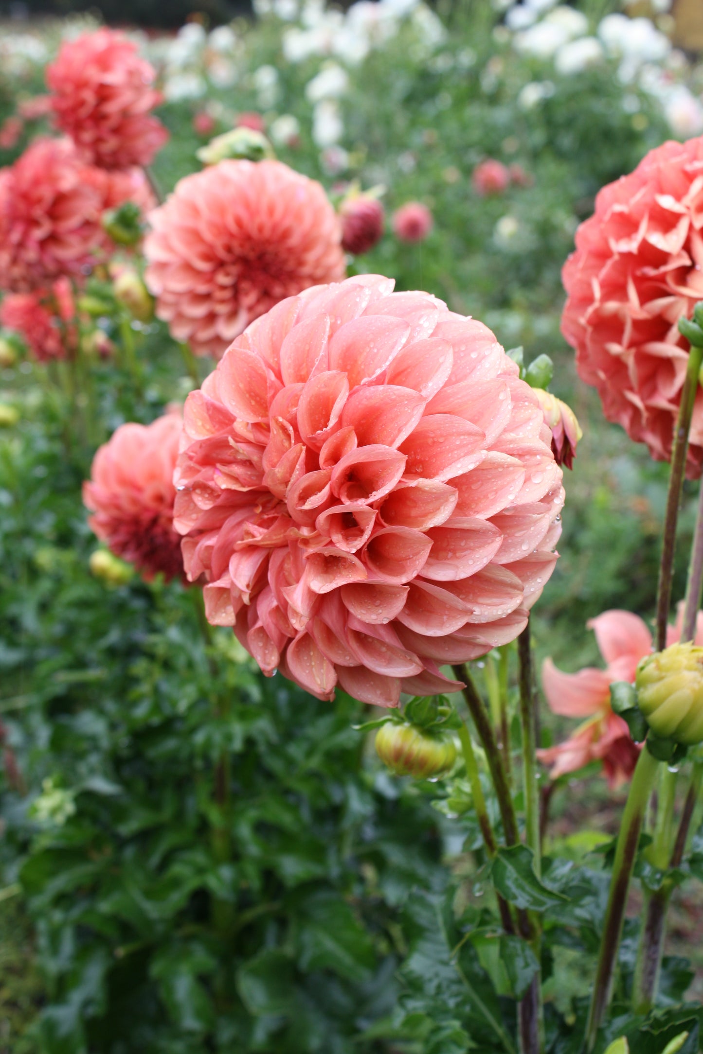 Orange Globe Dahlia Tuber