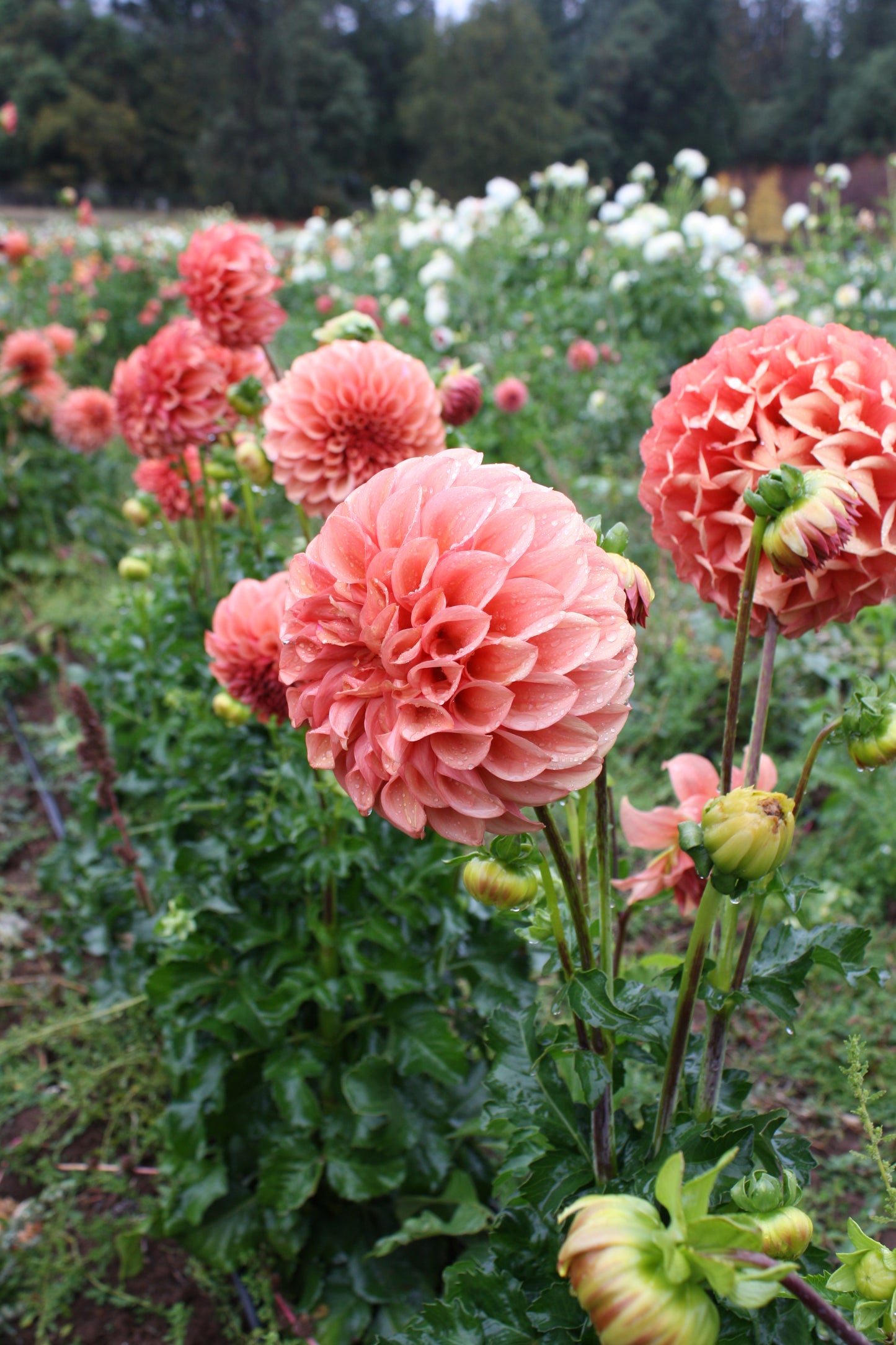 Orange Globe Dahlia Tuber