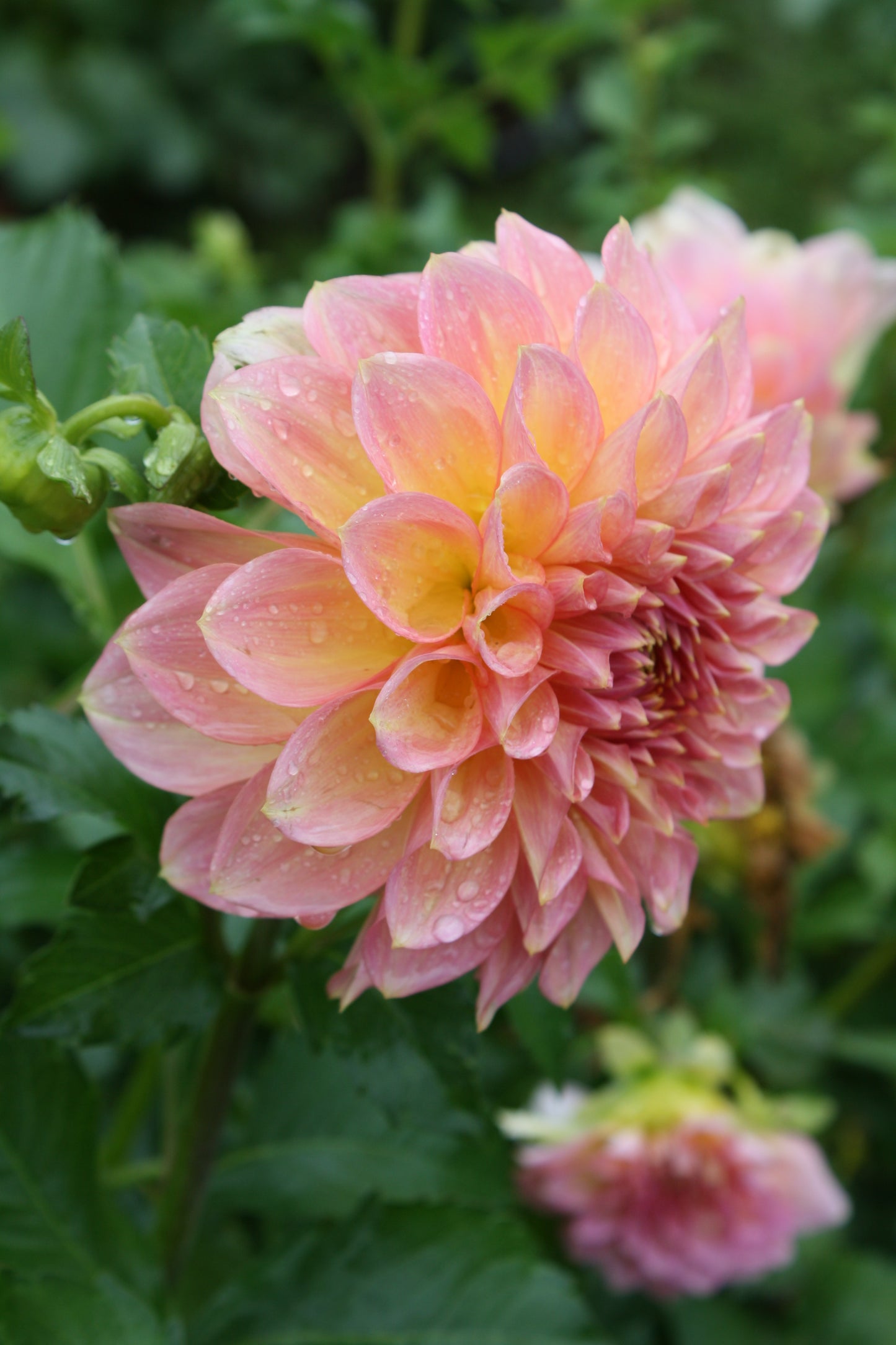 Scaur Swinton Dahlia Tuber