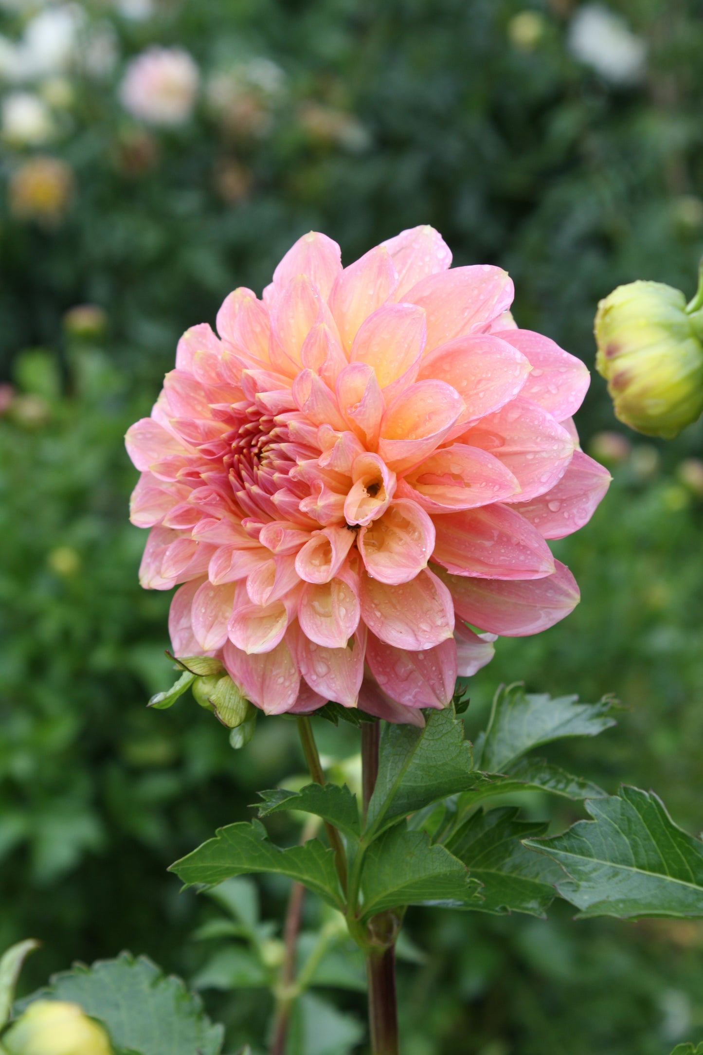 Scaur Swinton Dahlia Tuber