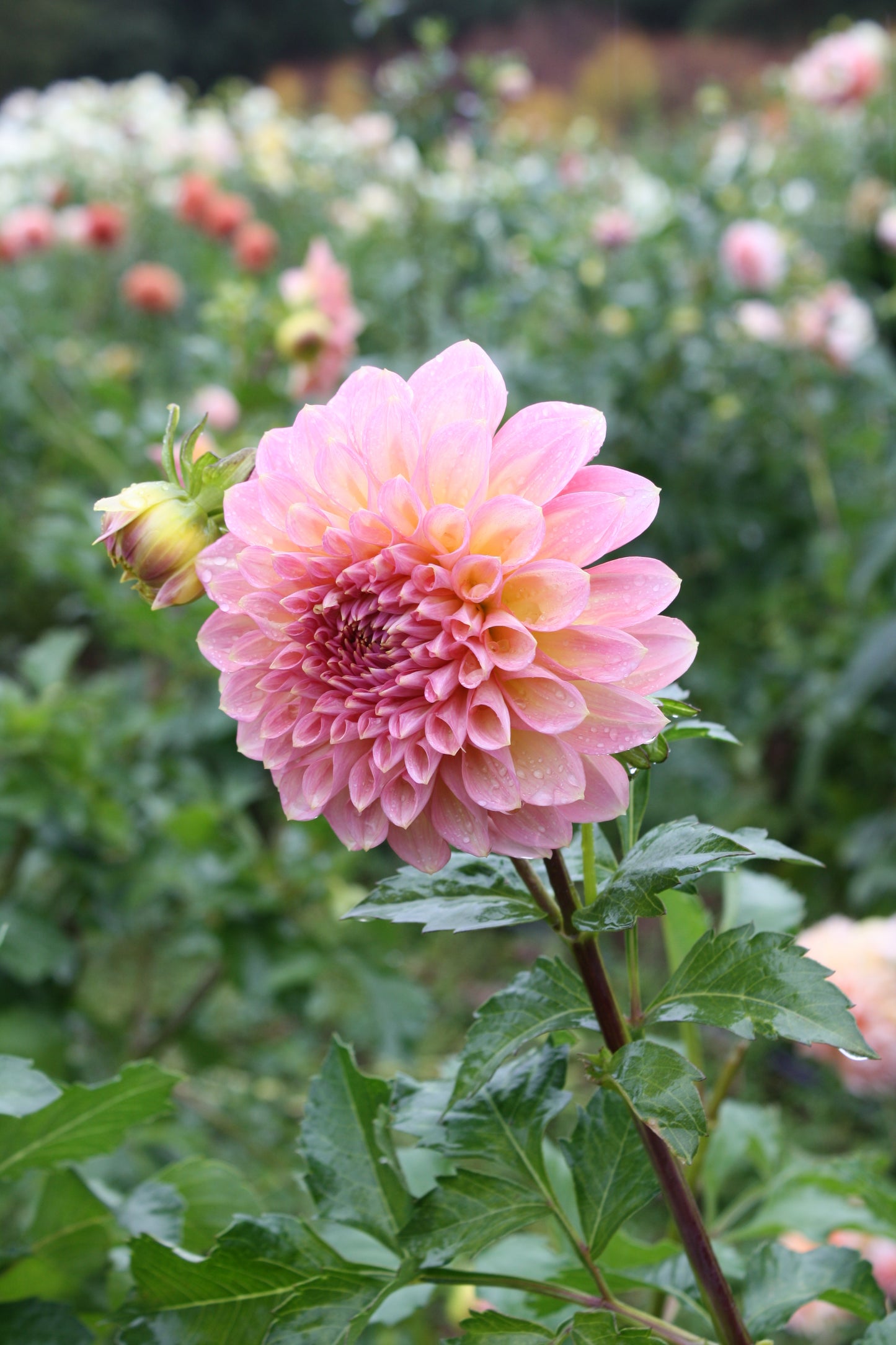 Scaur Swinton Dahlia Tuber