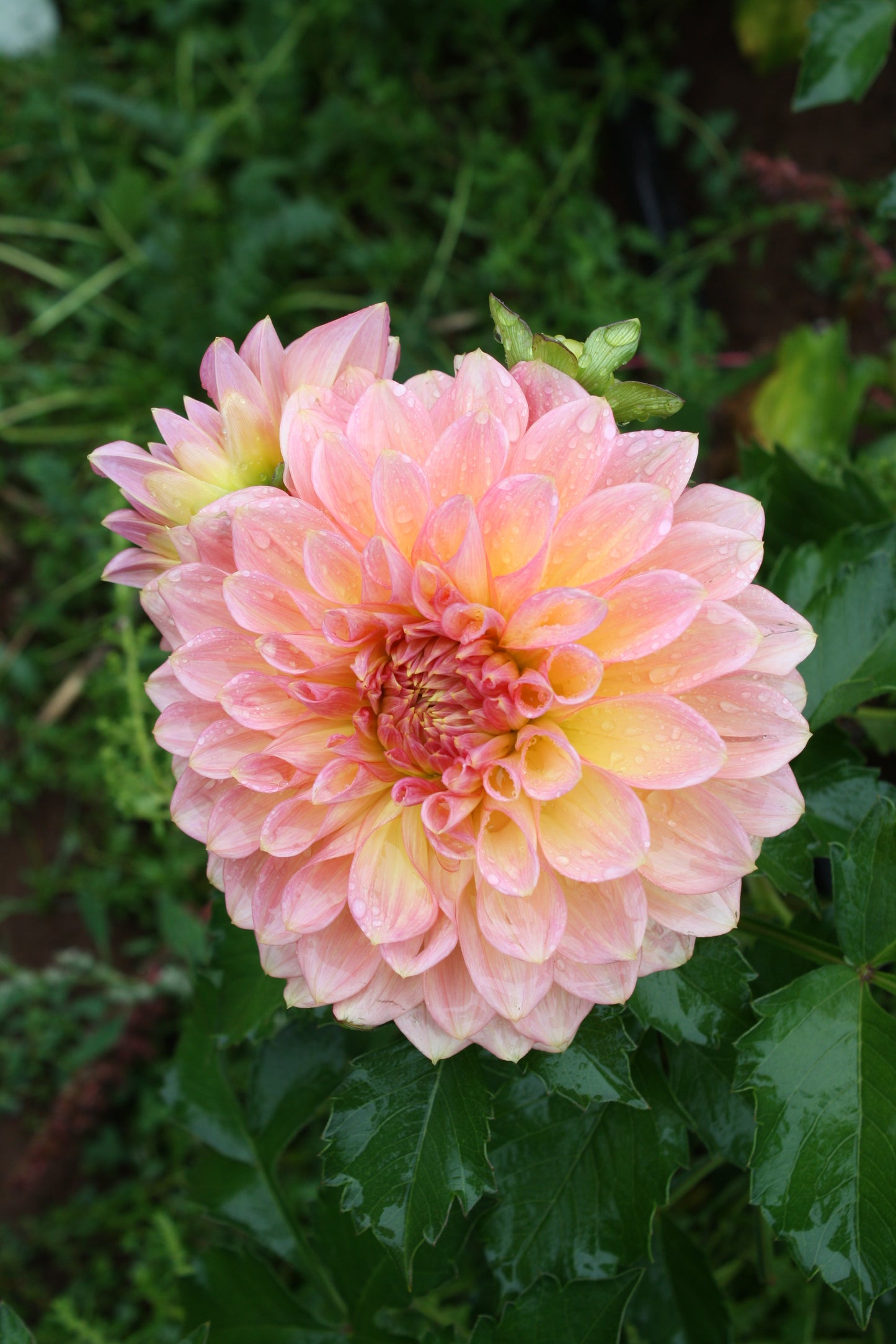 Scaur Swinton Dahlia Tuber