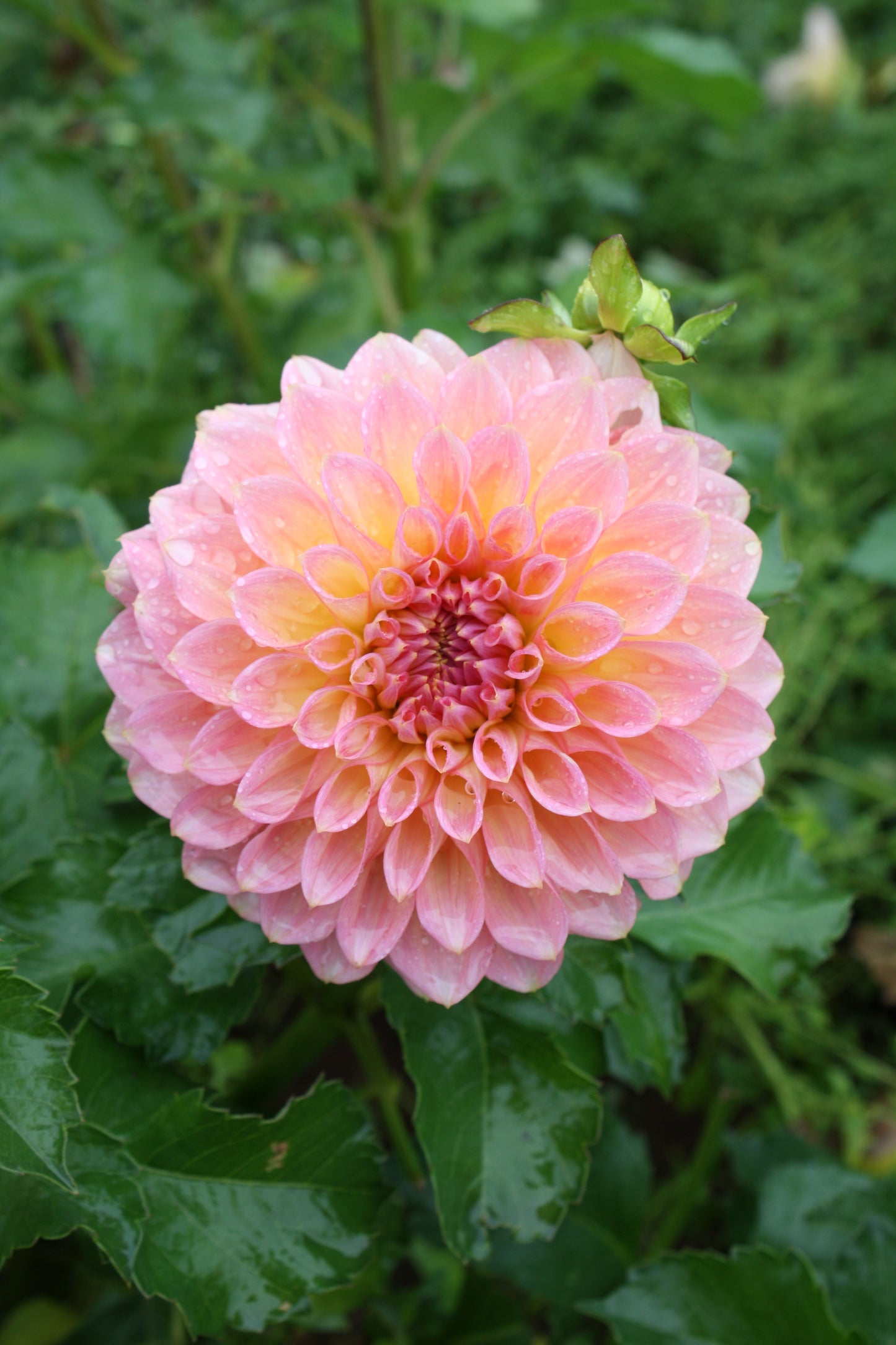 Scaur Swinton Dahlia Tuber
