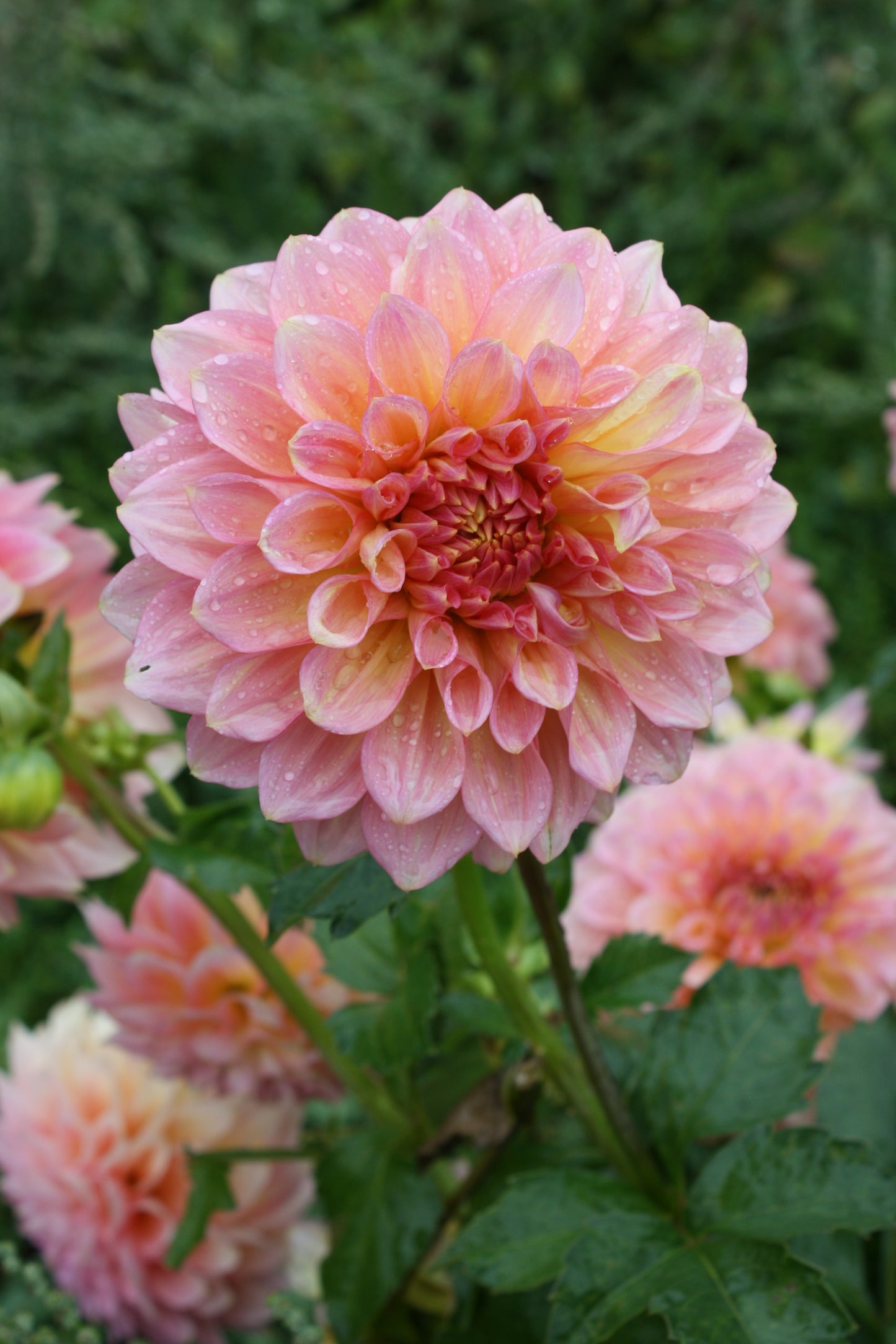 Scaur Swinton Dahlia Tuber