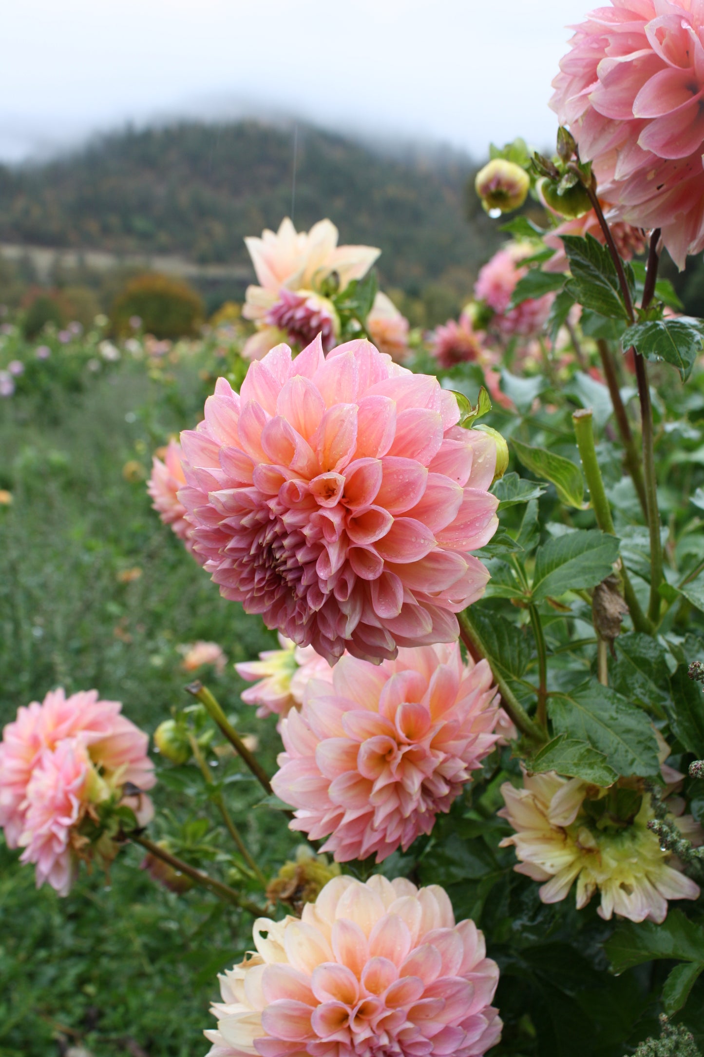 Scaur Swinton Dahlia Tuber