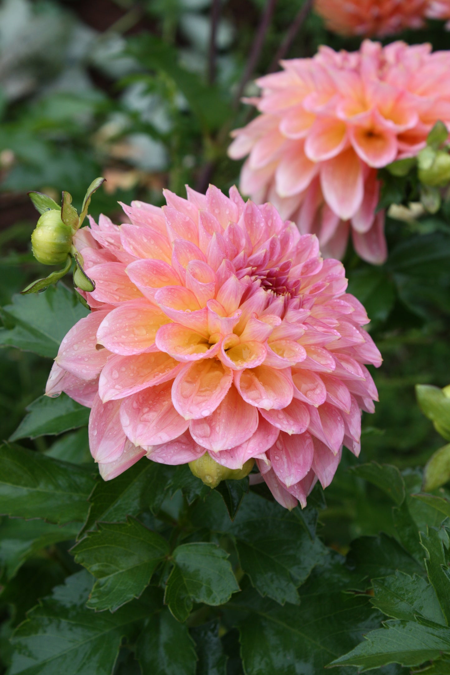 Scaur Swinton Dahlia Tuber